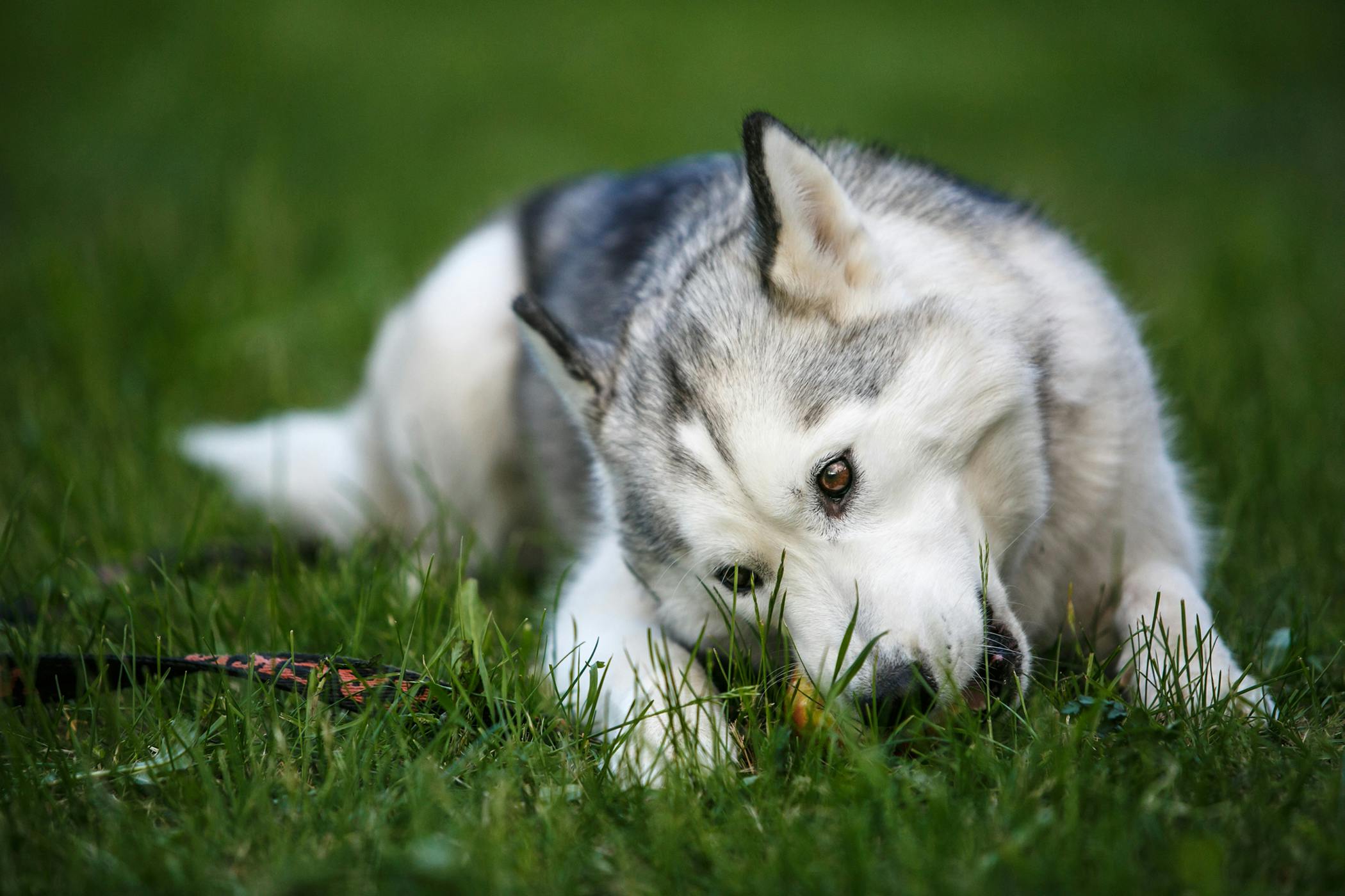 what to do if dog eats grass