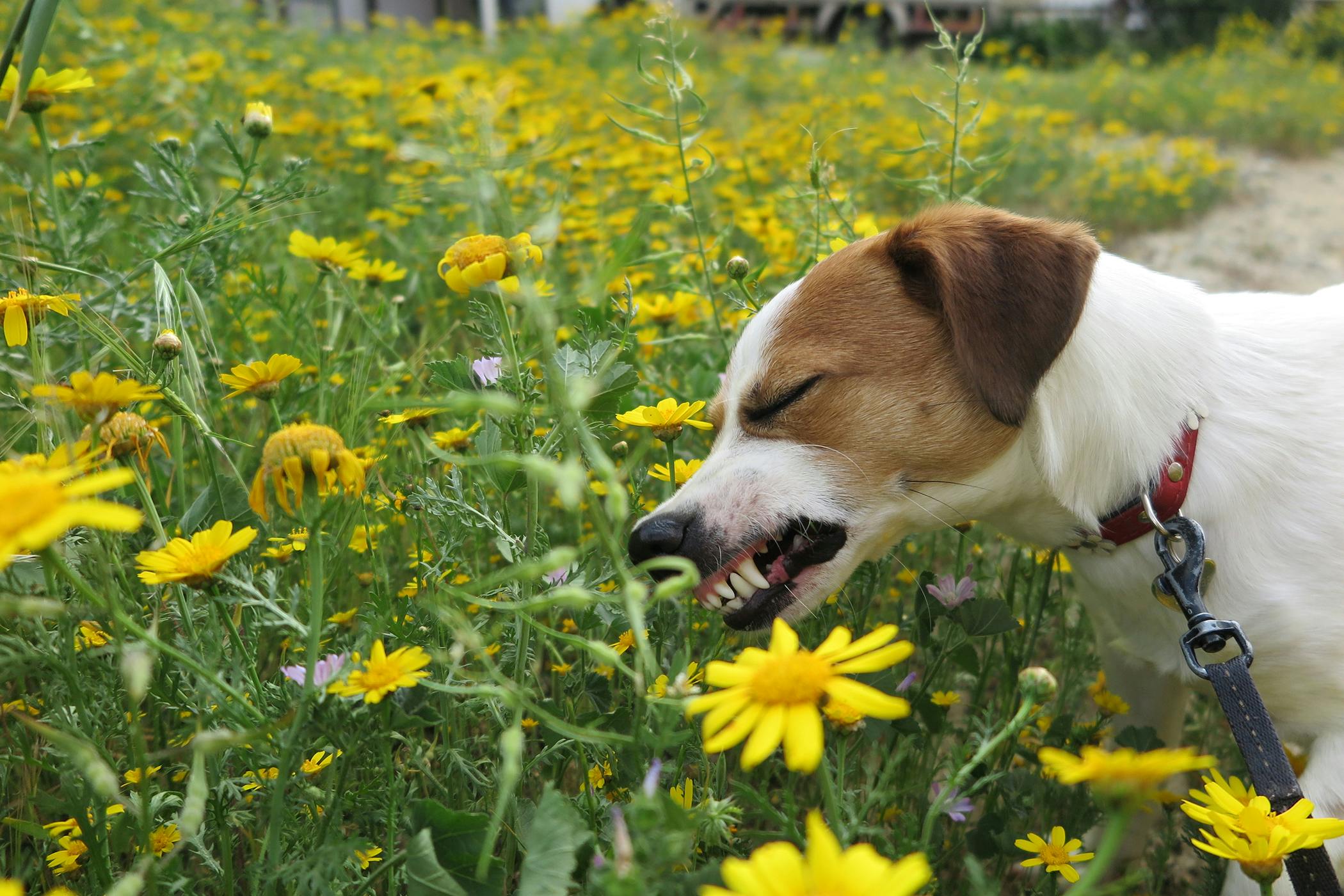 why do pitbulls eat grass