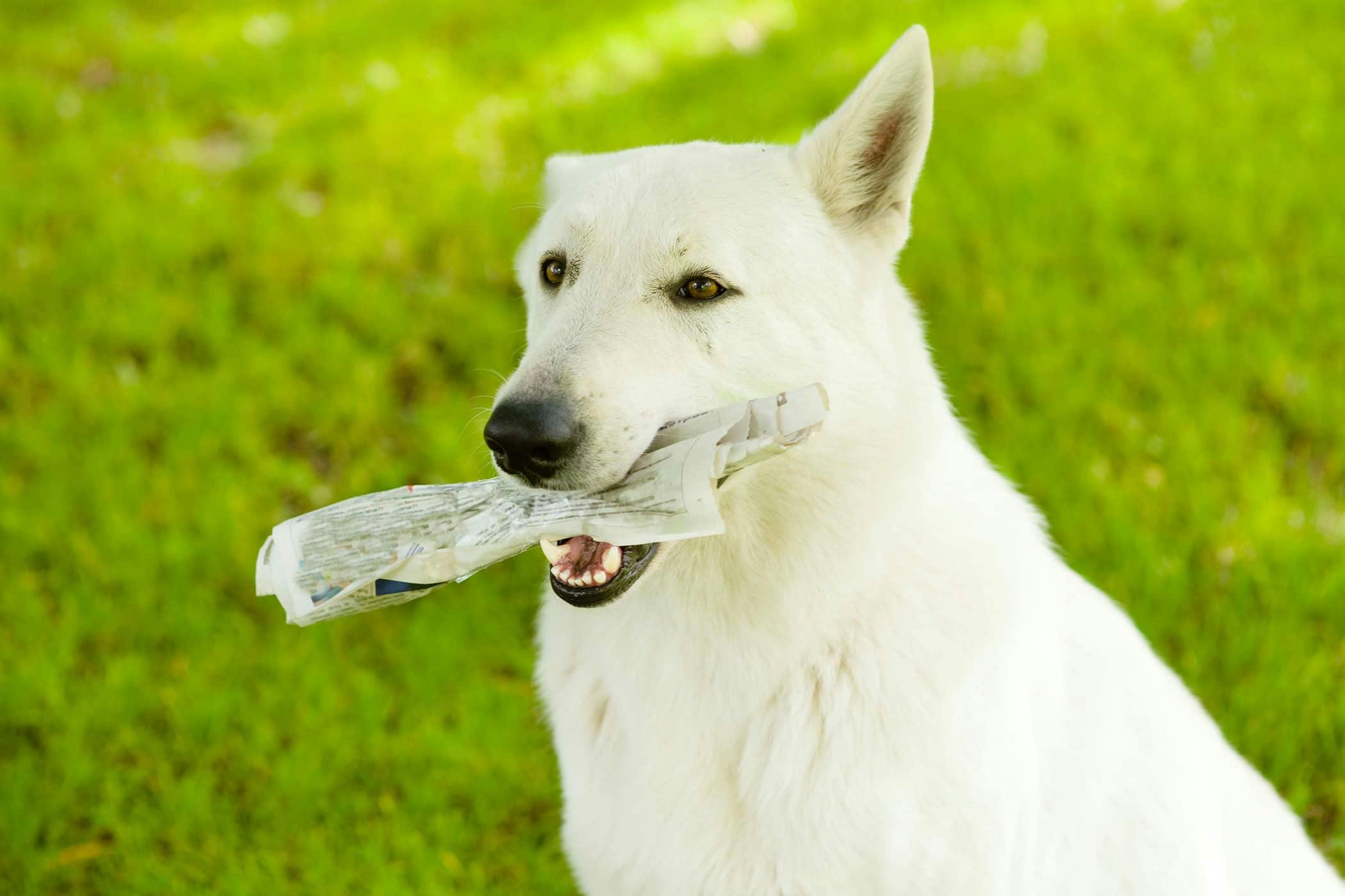 why do dogs love eating paper