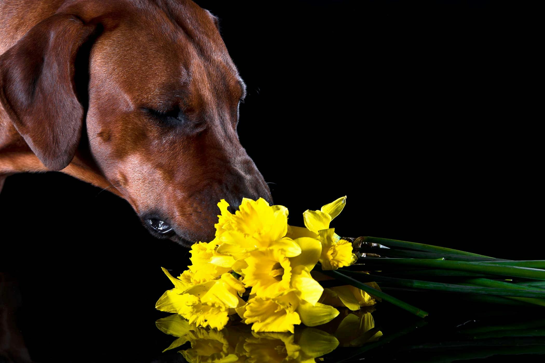 dogs eating daffodils