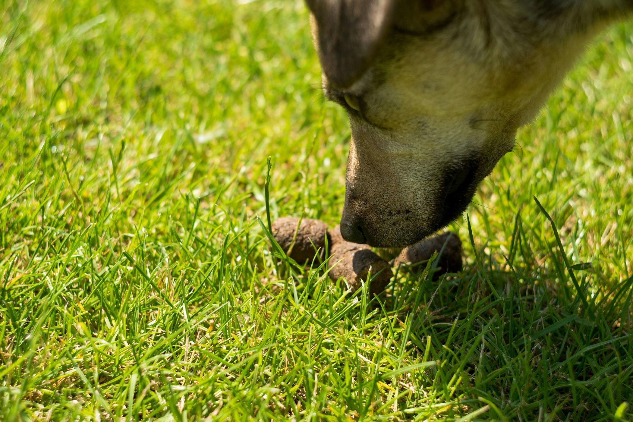 My puppy ate bird hot sale poop