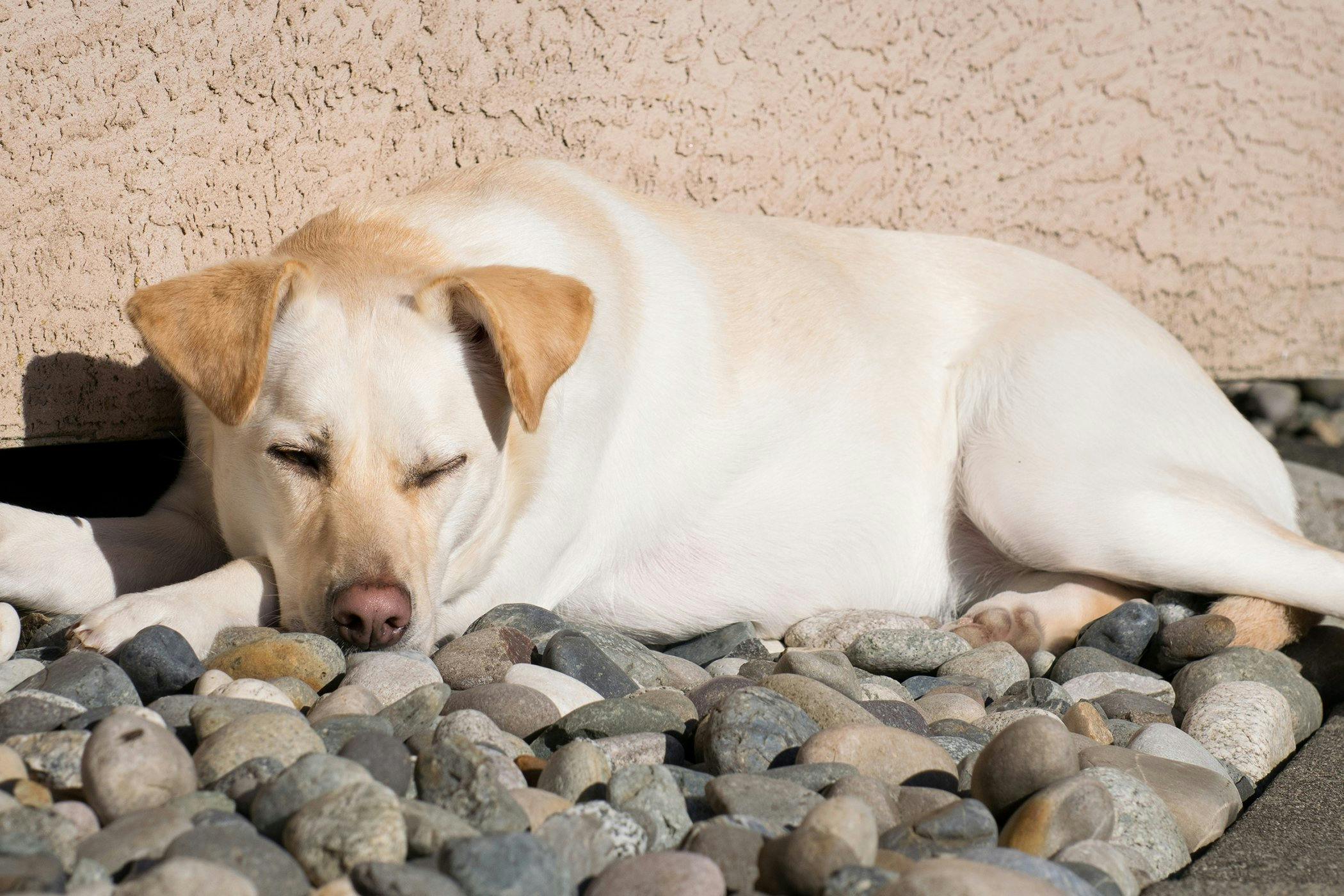 Why do dogs eating rocks