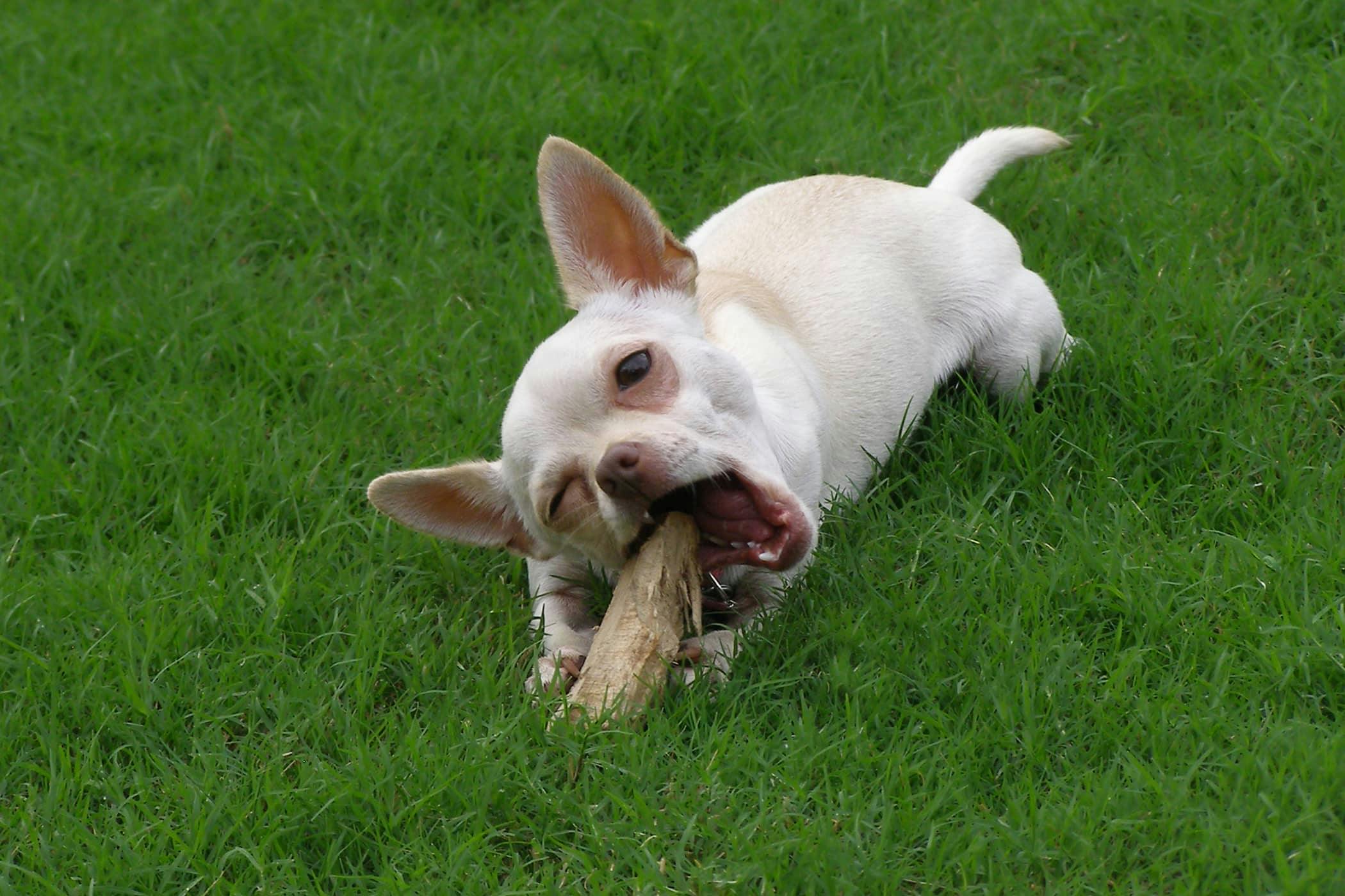 can dogs eat tree bark