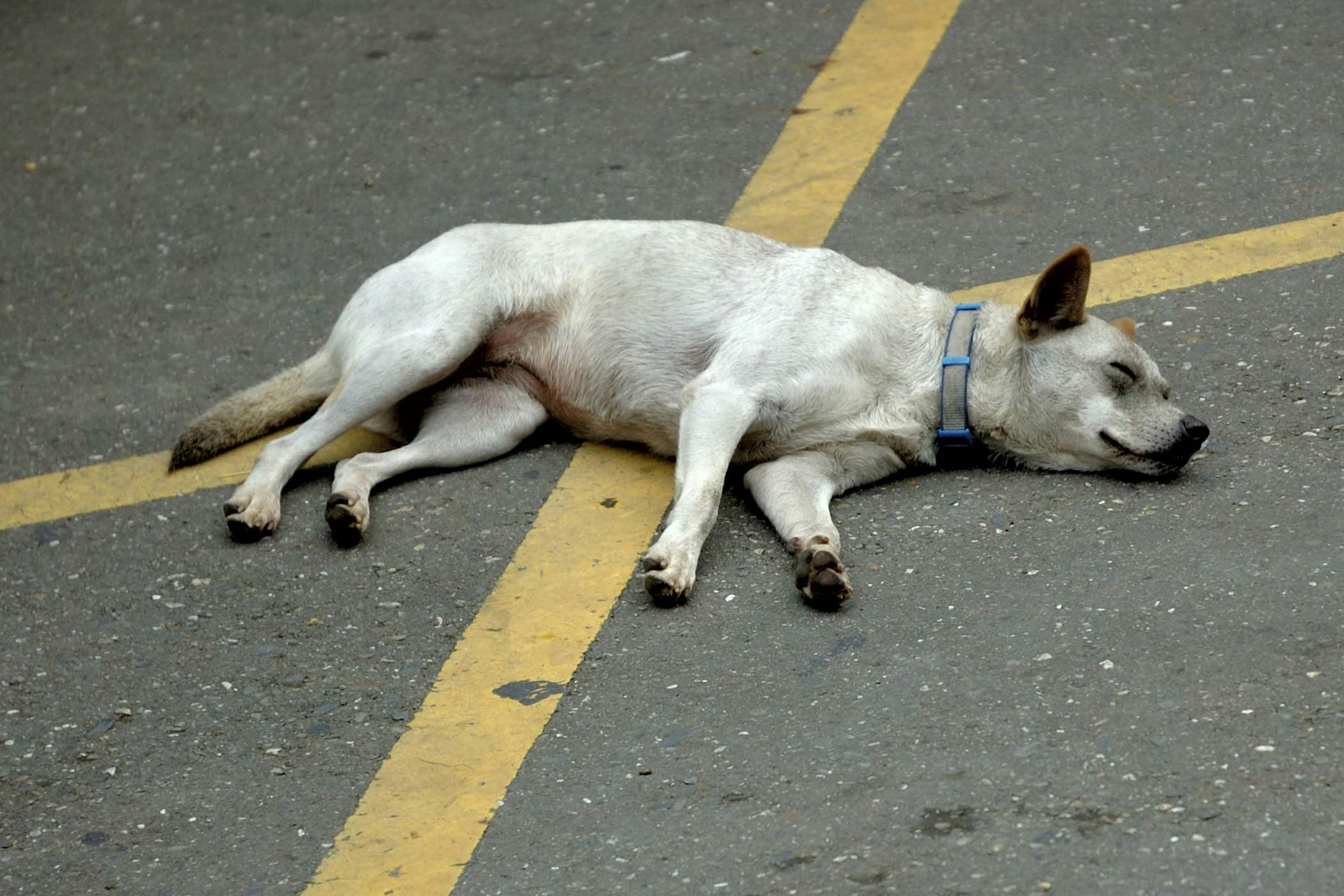 fainting-in-dogs-definition-cause-solution-prevention-cost