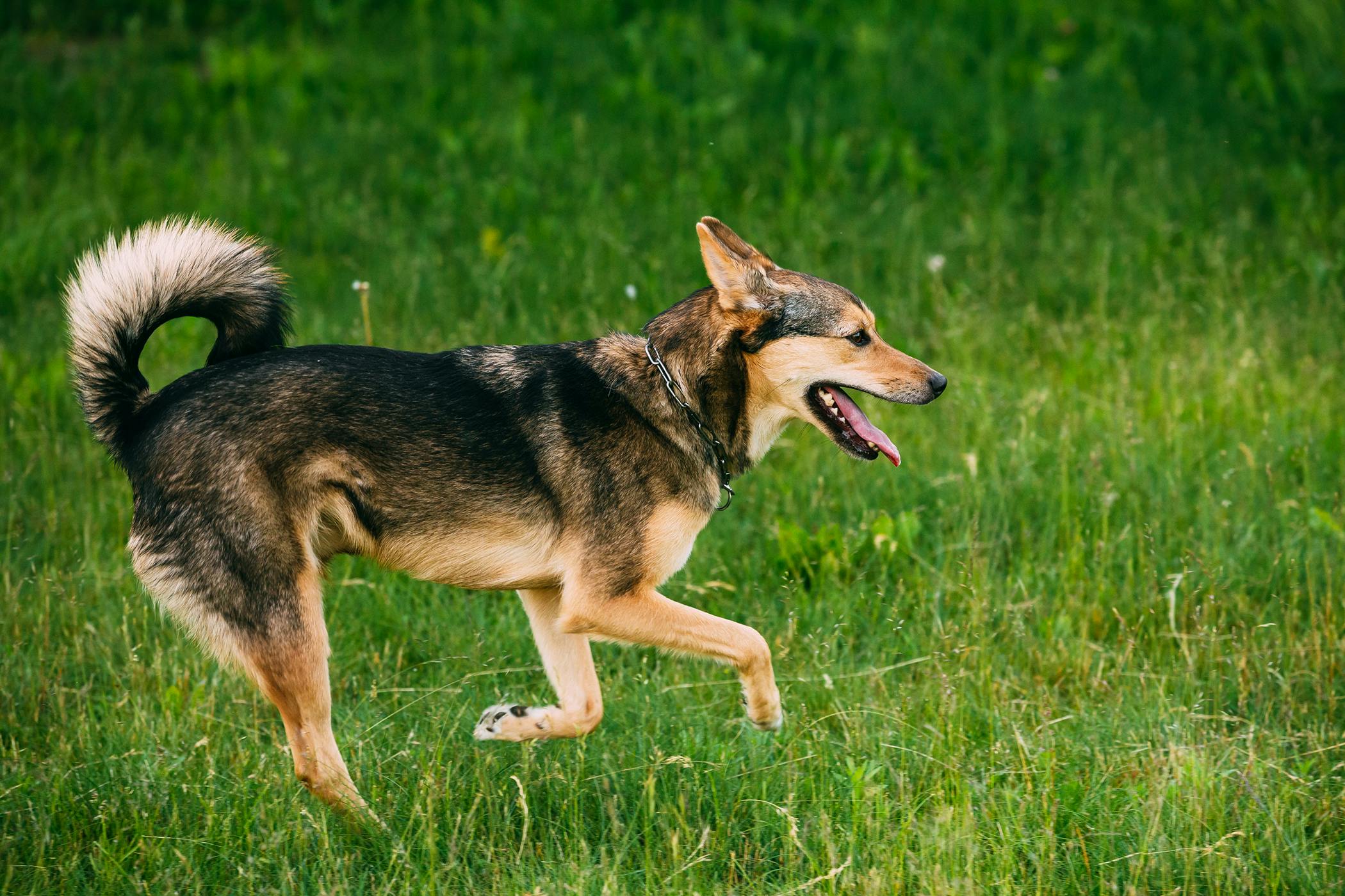 dog-symptom-area-hindlegs