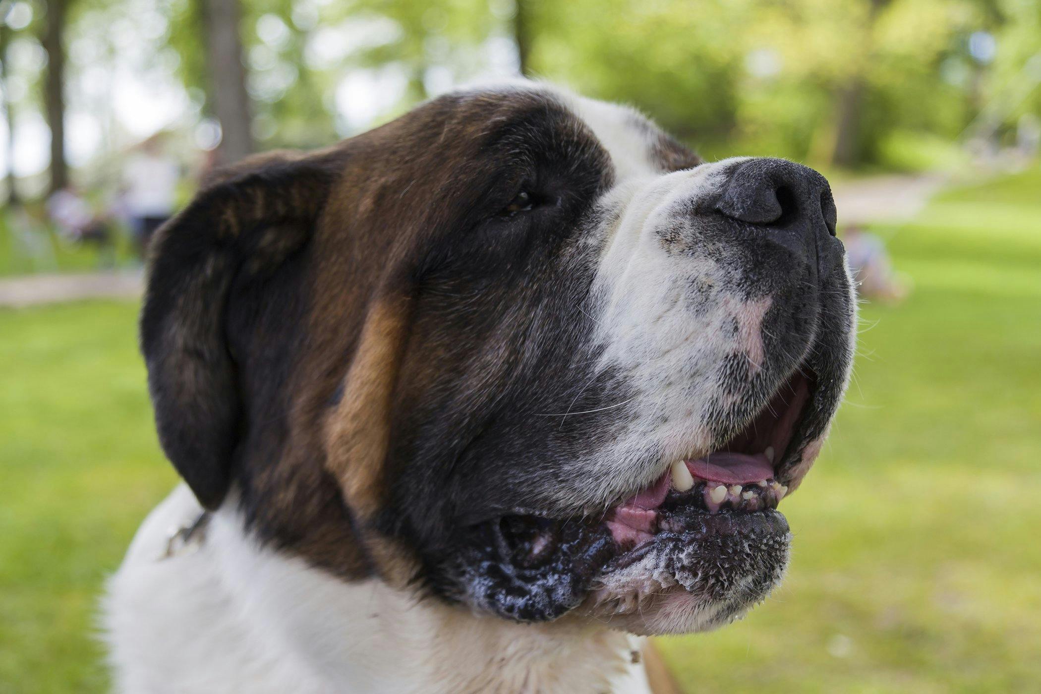 why is my dog drooling at the dog park