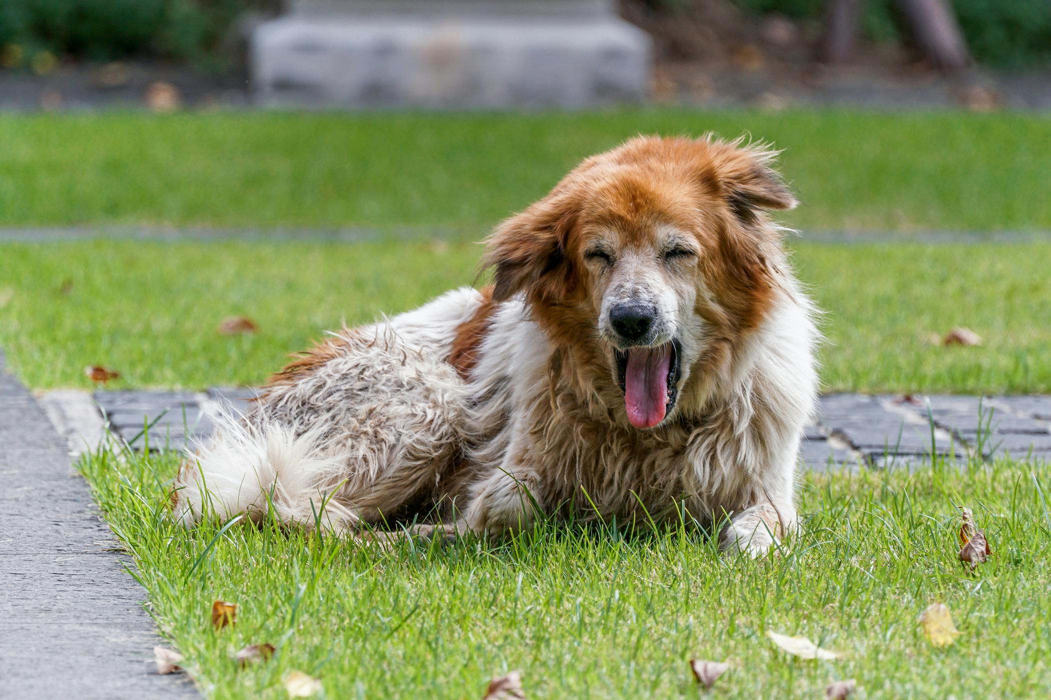 Dog keeps gagging hot sale and throwing up