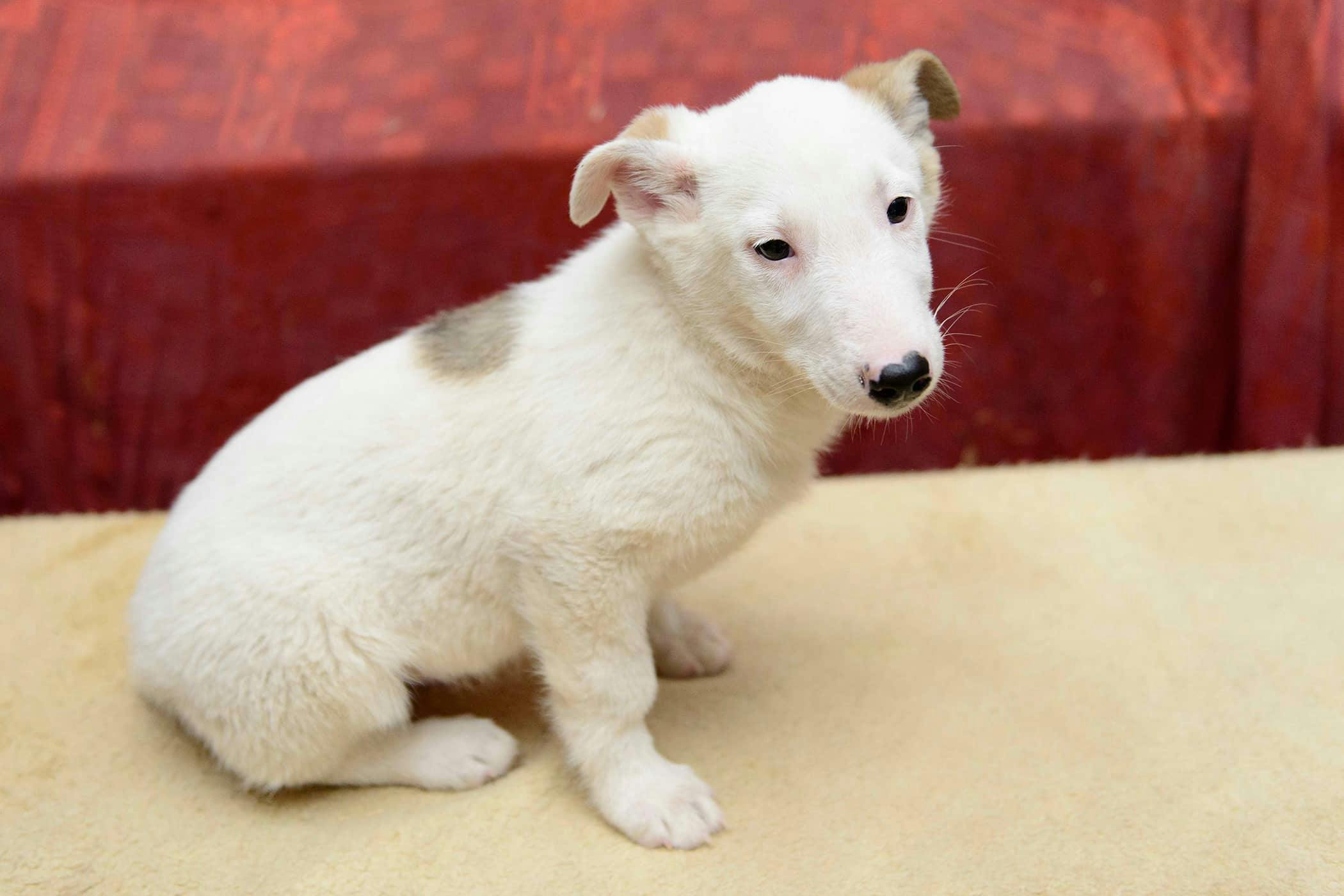 Gassy in Dogs Definition, Cause, Solution, Prevention, Cost