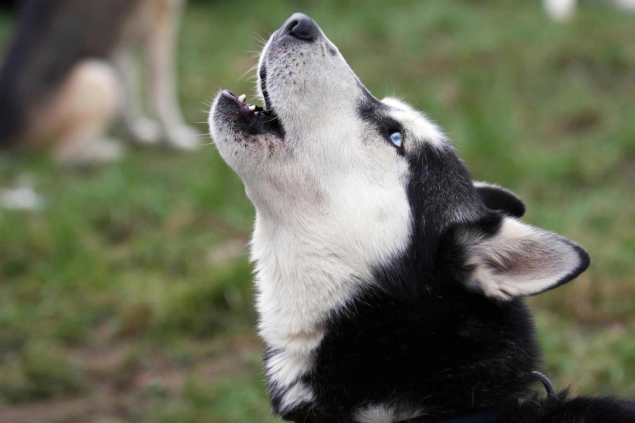 snarling dog side view