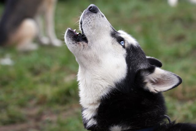 Why is my dog growling?