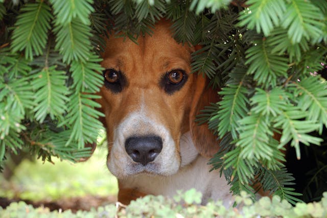 hiding puppy