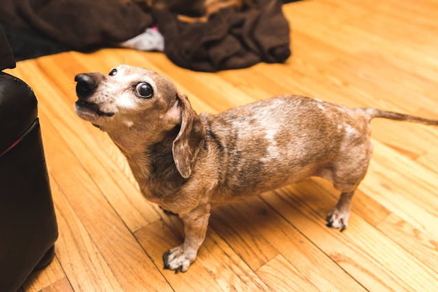 When a hoarse bark is an emergency
