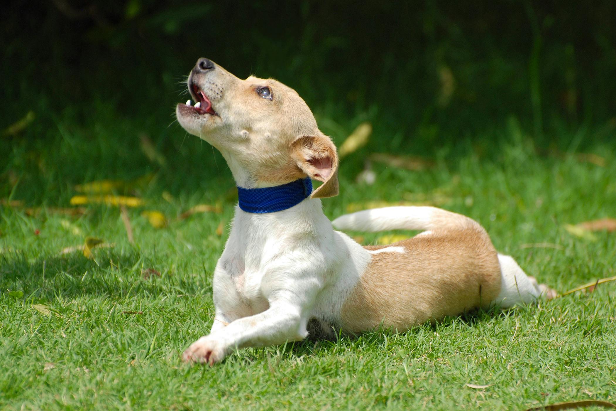 Why is my dog howling when alone