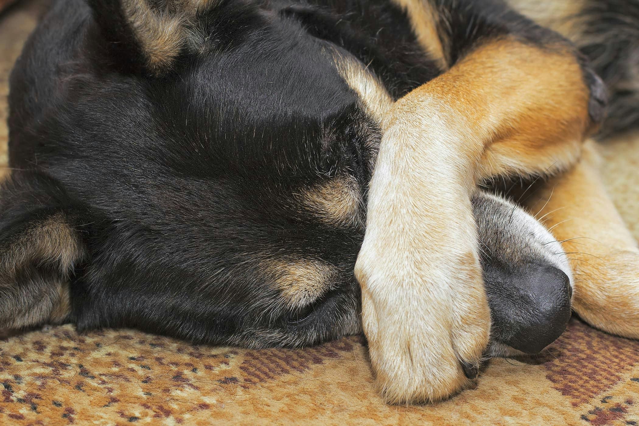 what does it mean when your dog puts his paw on his face