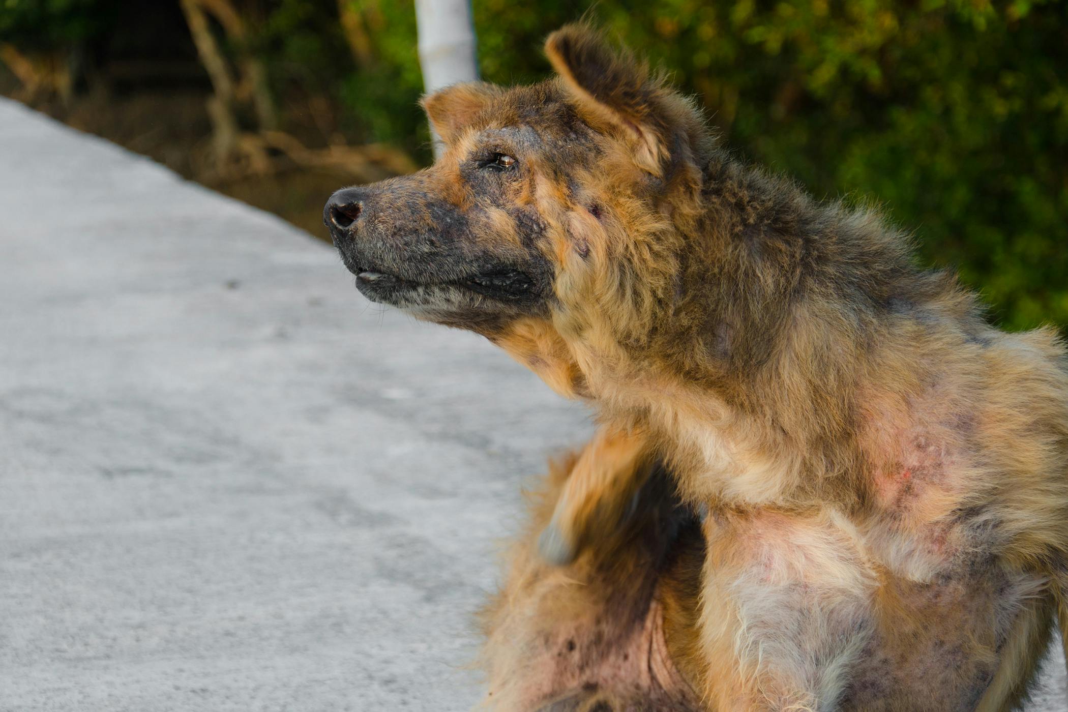 13yr old rottweiler pussy skin losing hair