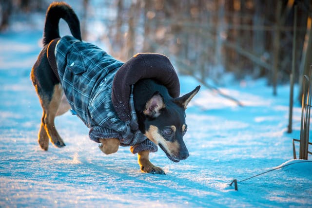 Why is my dog itchy in winter?
