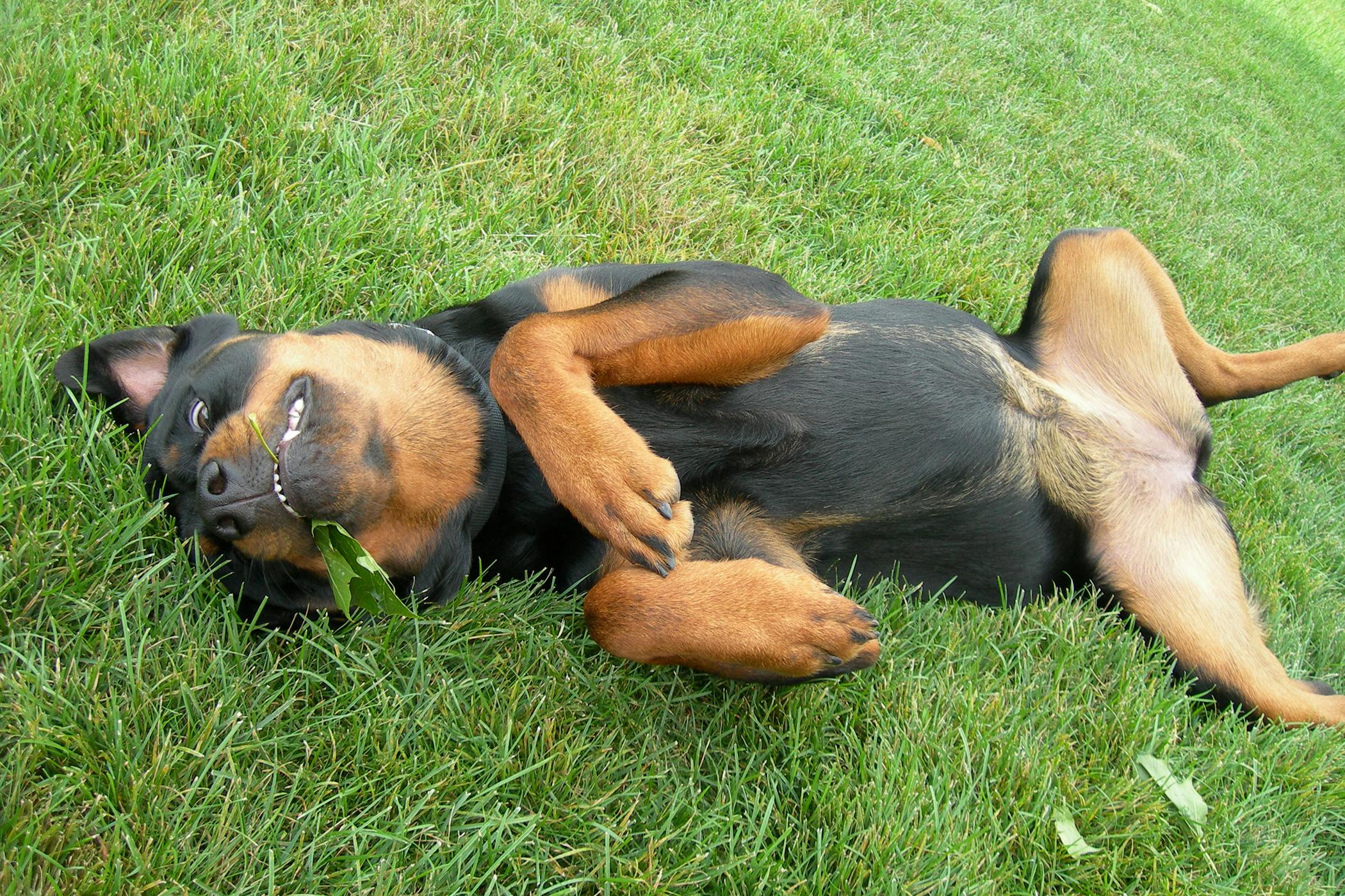 Wag Walker App Download - eggsys download wag walker app