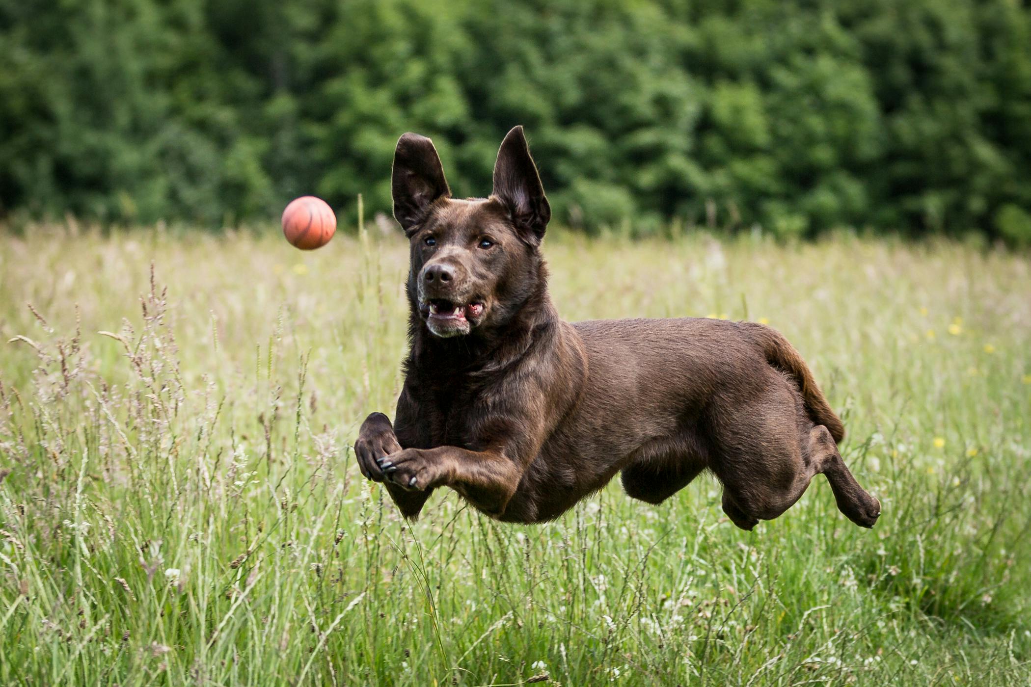 Jumping Puppy