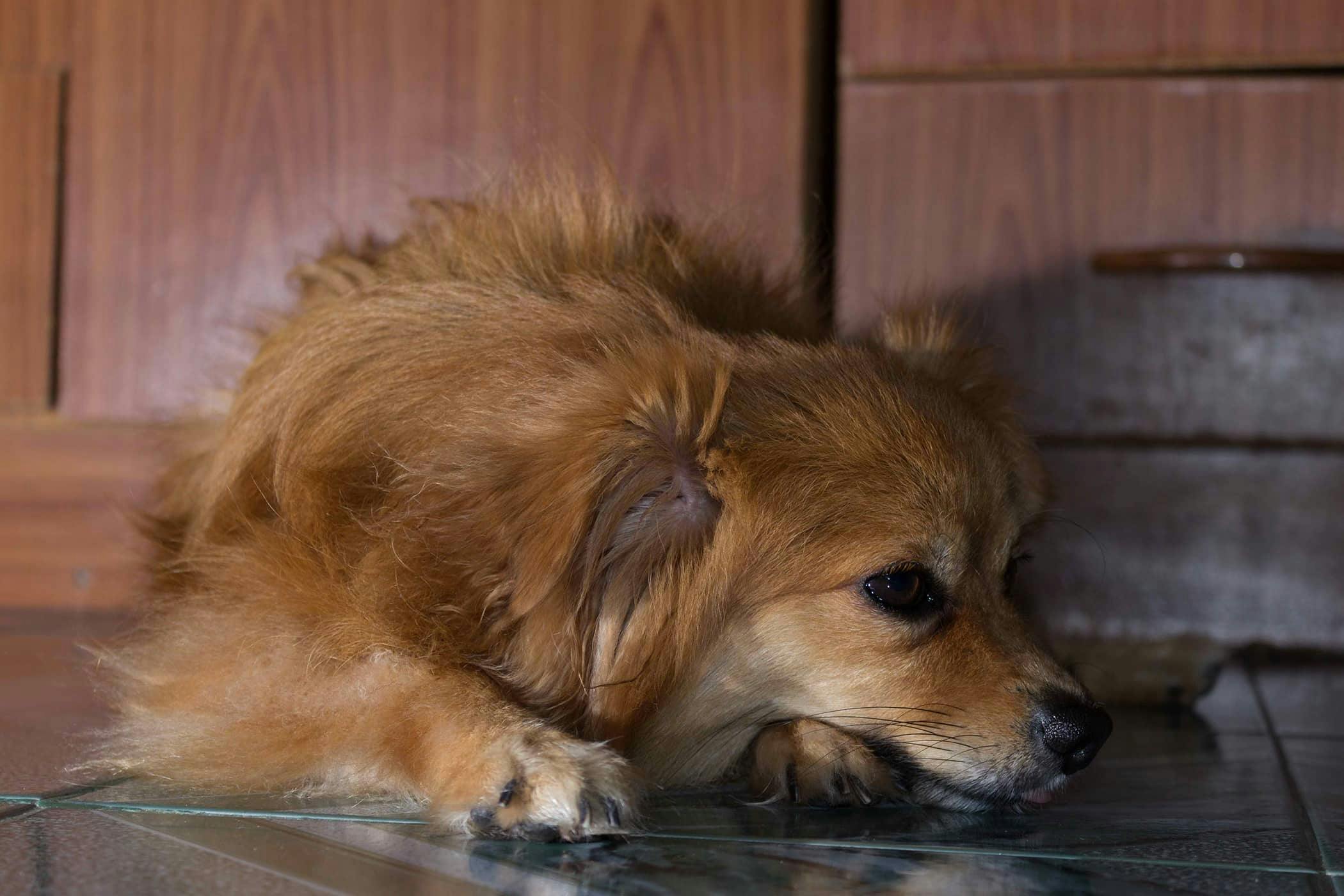 Lethargic Dog: Whats Up With Your Pup?