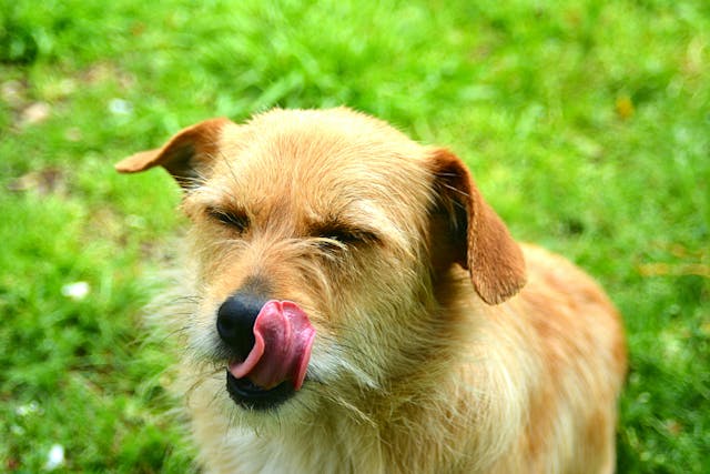 Why is my dog licking?