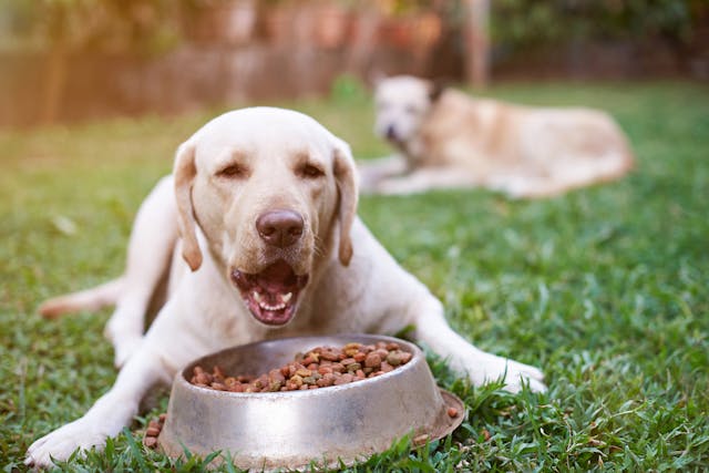 Why is my dog losing appetite?