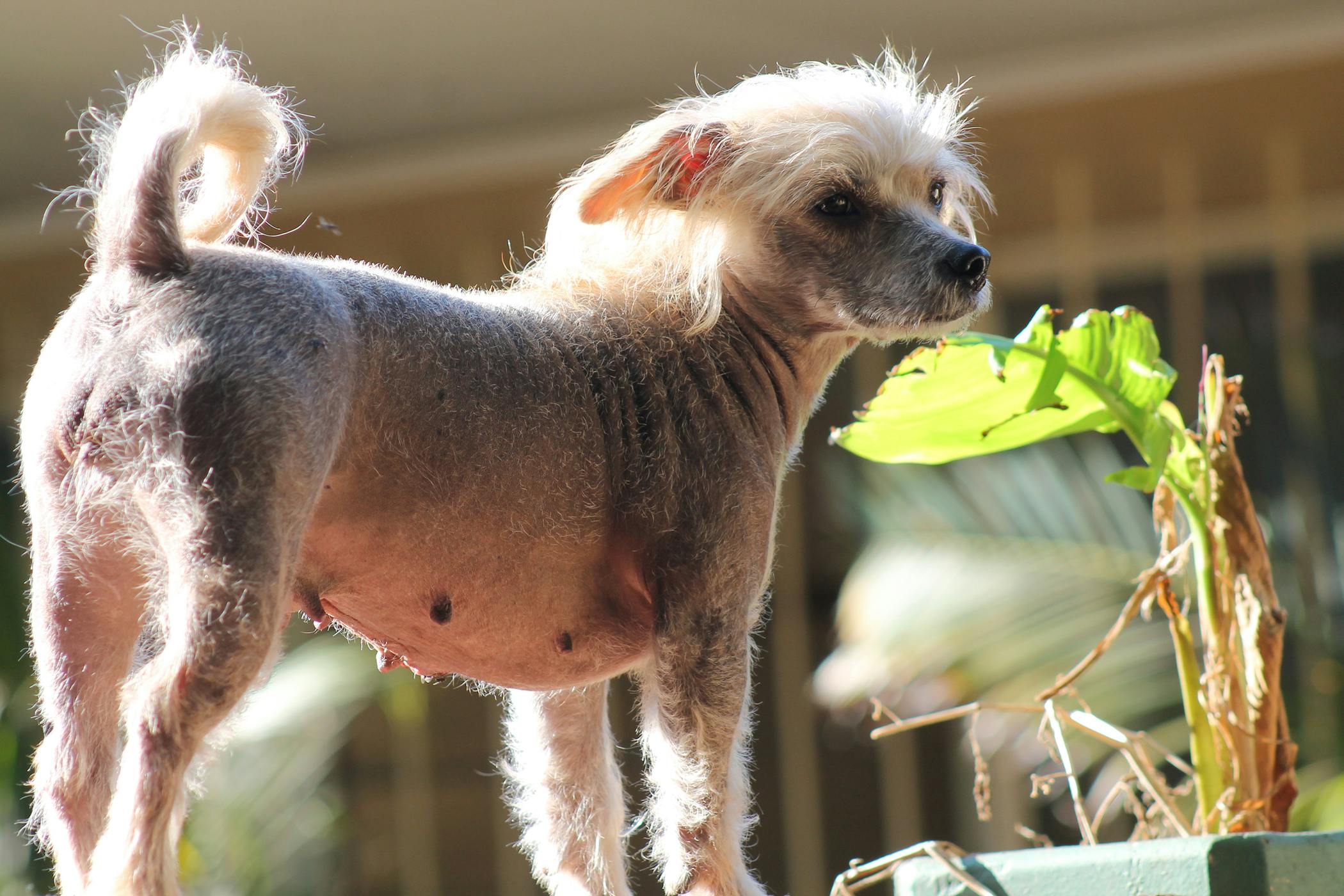 do dogs with hair shed