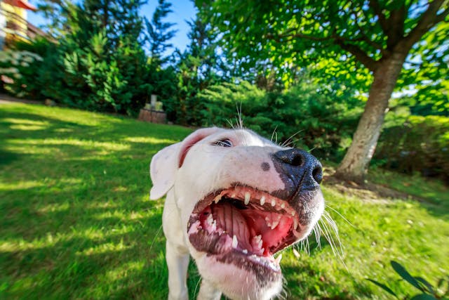 Why is my dog missing teeth?