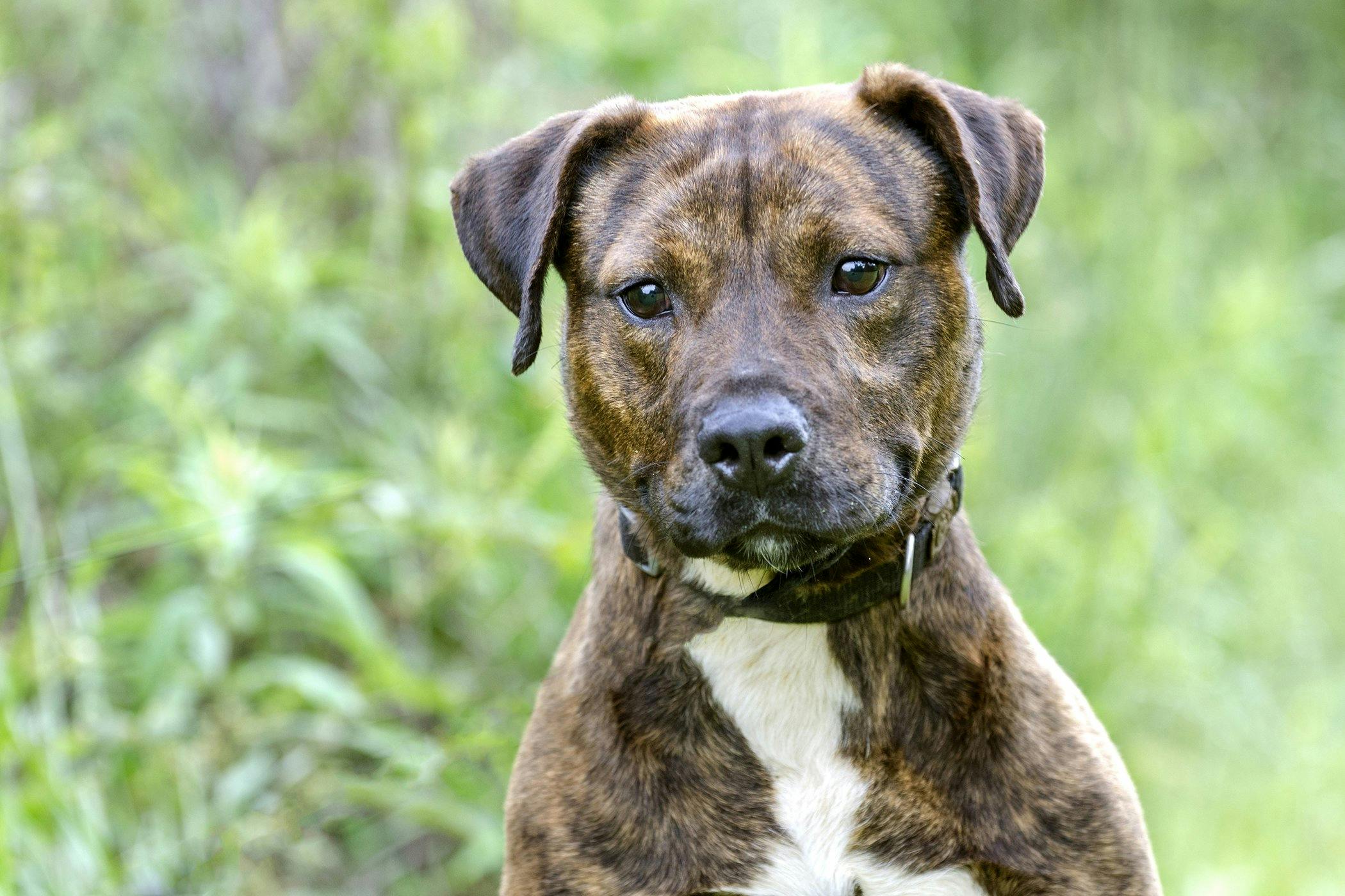 what causes a dog to stop barking