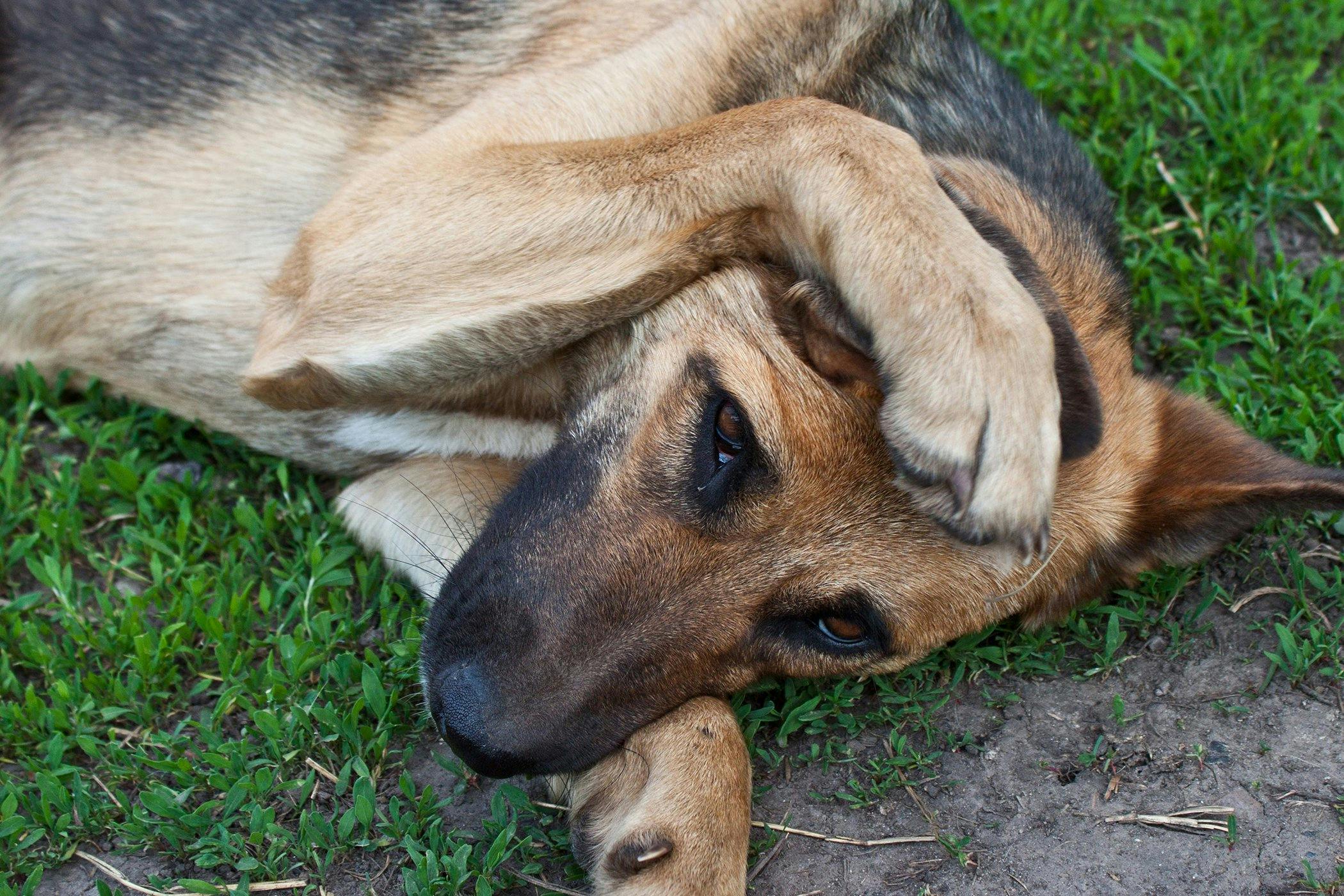 When does a german 2024 shepherd go into heat