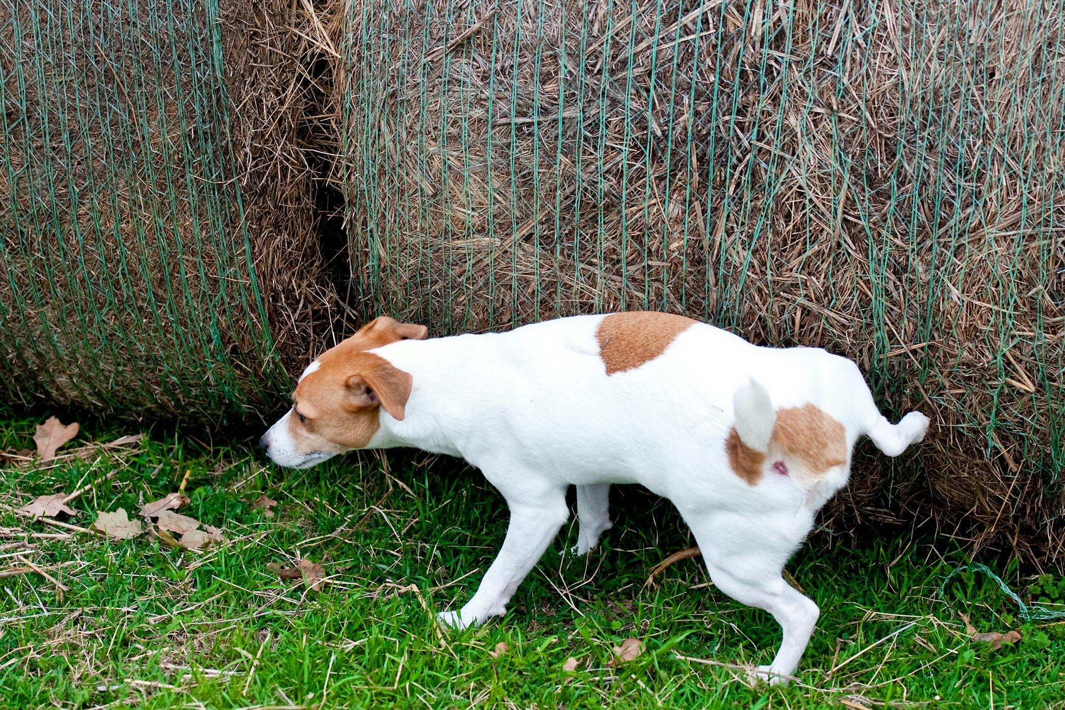 Why is my dog not peeing? Why Is My Dog Not Peeing?