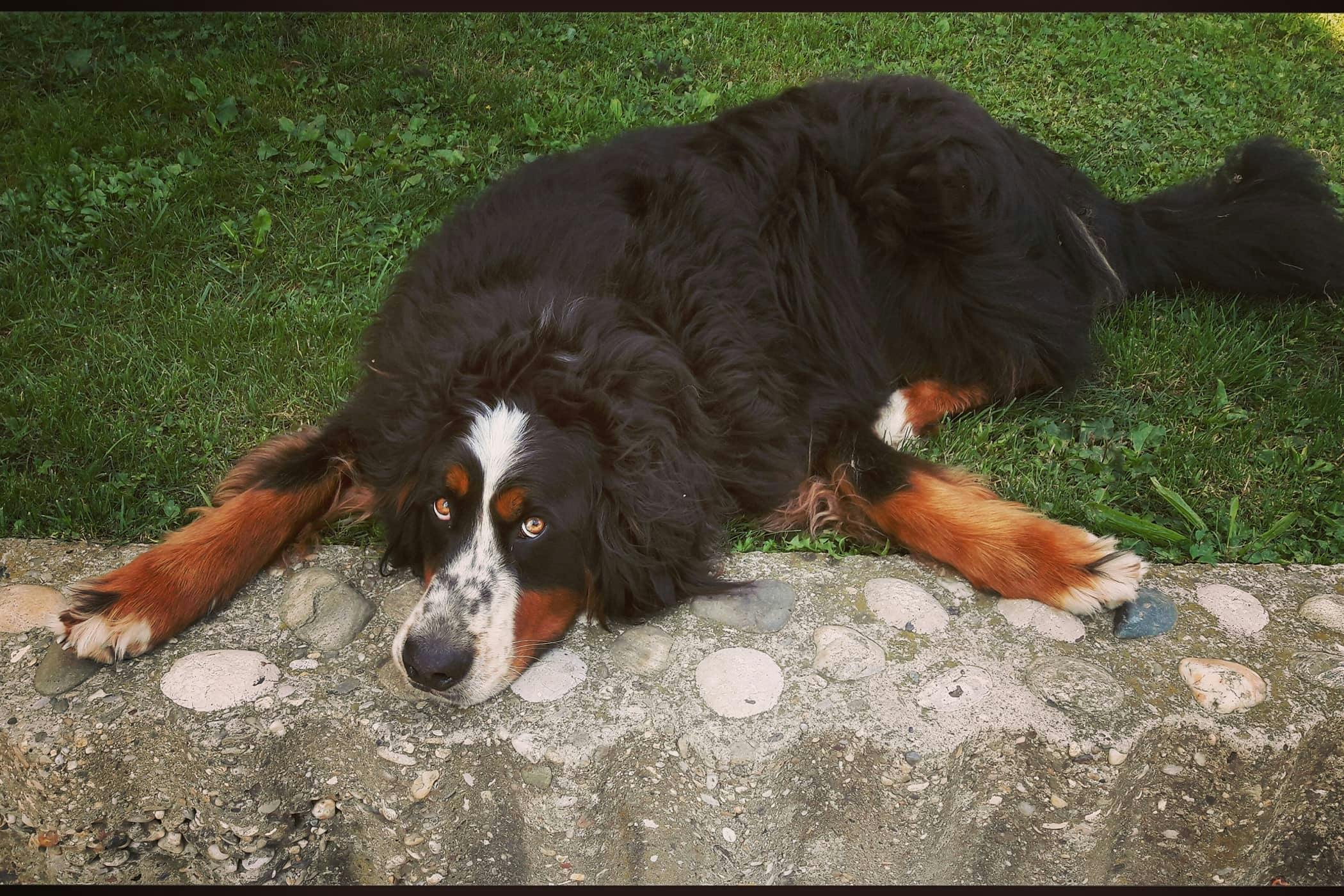 a dog that poop fast don t poop for long