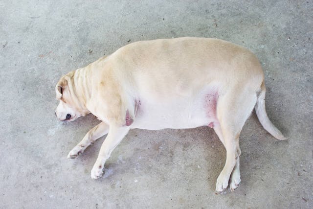 Why is my dog obese?