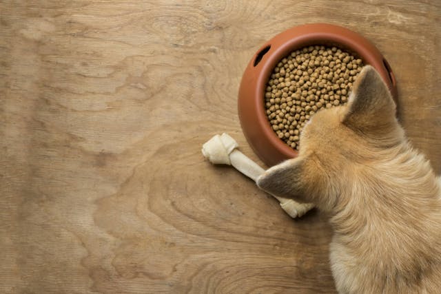 Why is my dog overeating?