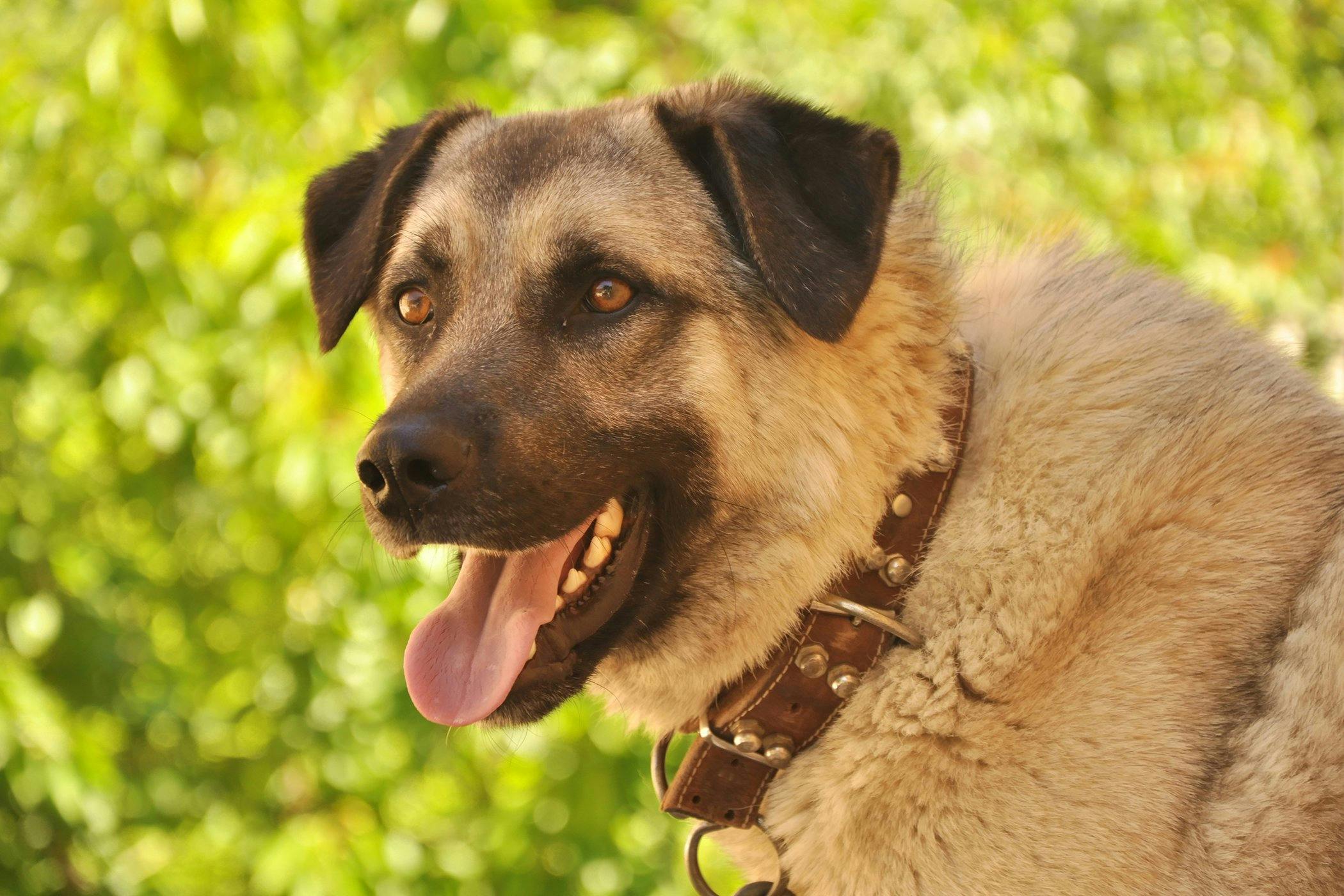 what causes excessive panting in dogs