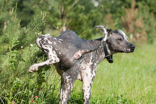 Why is my dog peeing often?