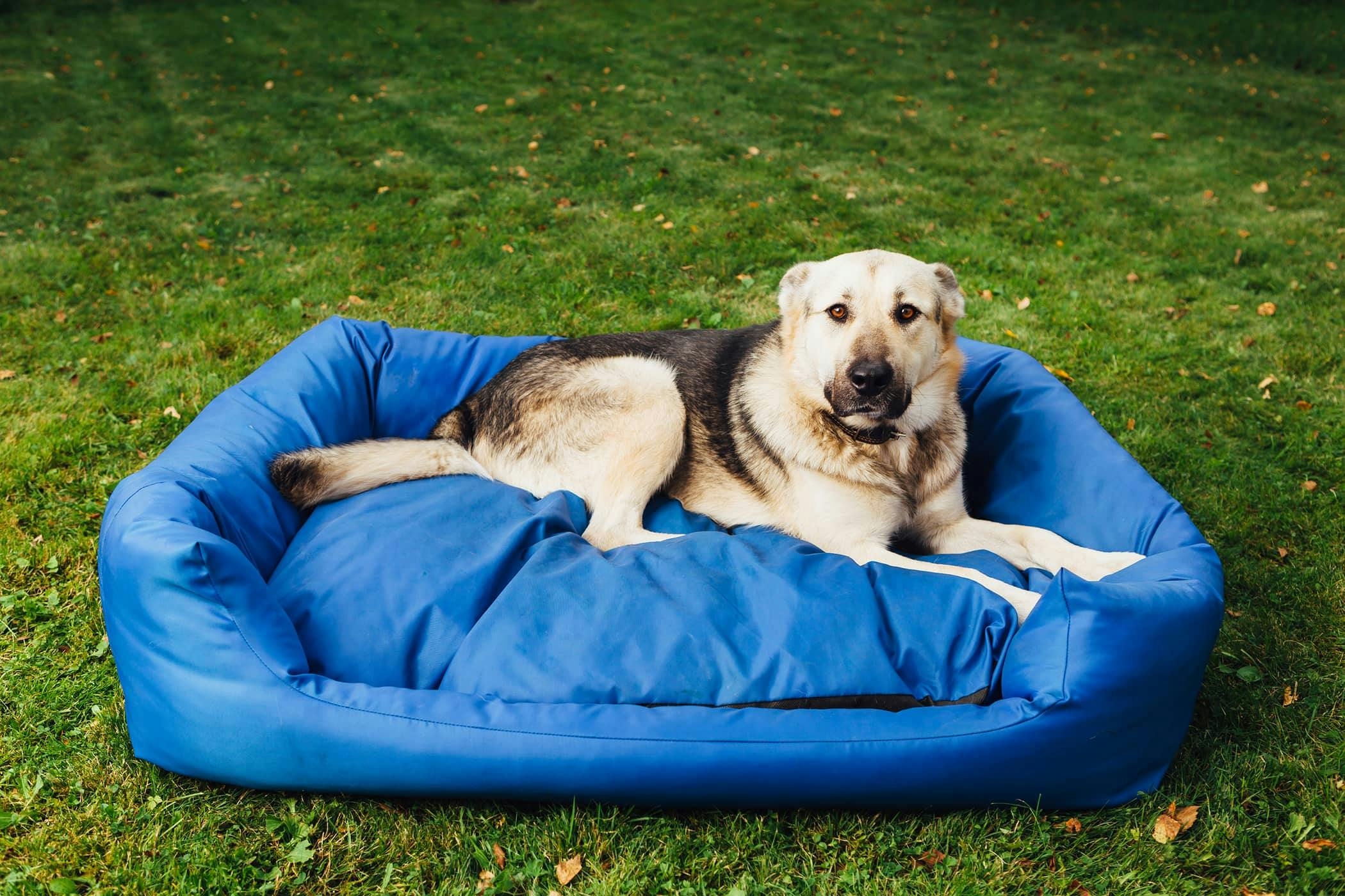 Dog wetting outlet bed