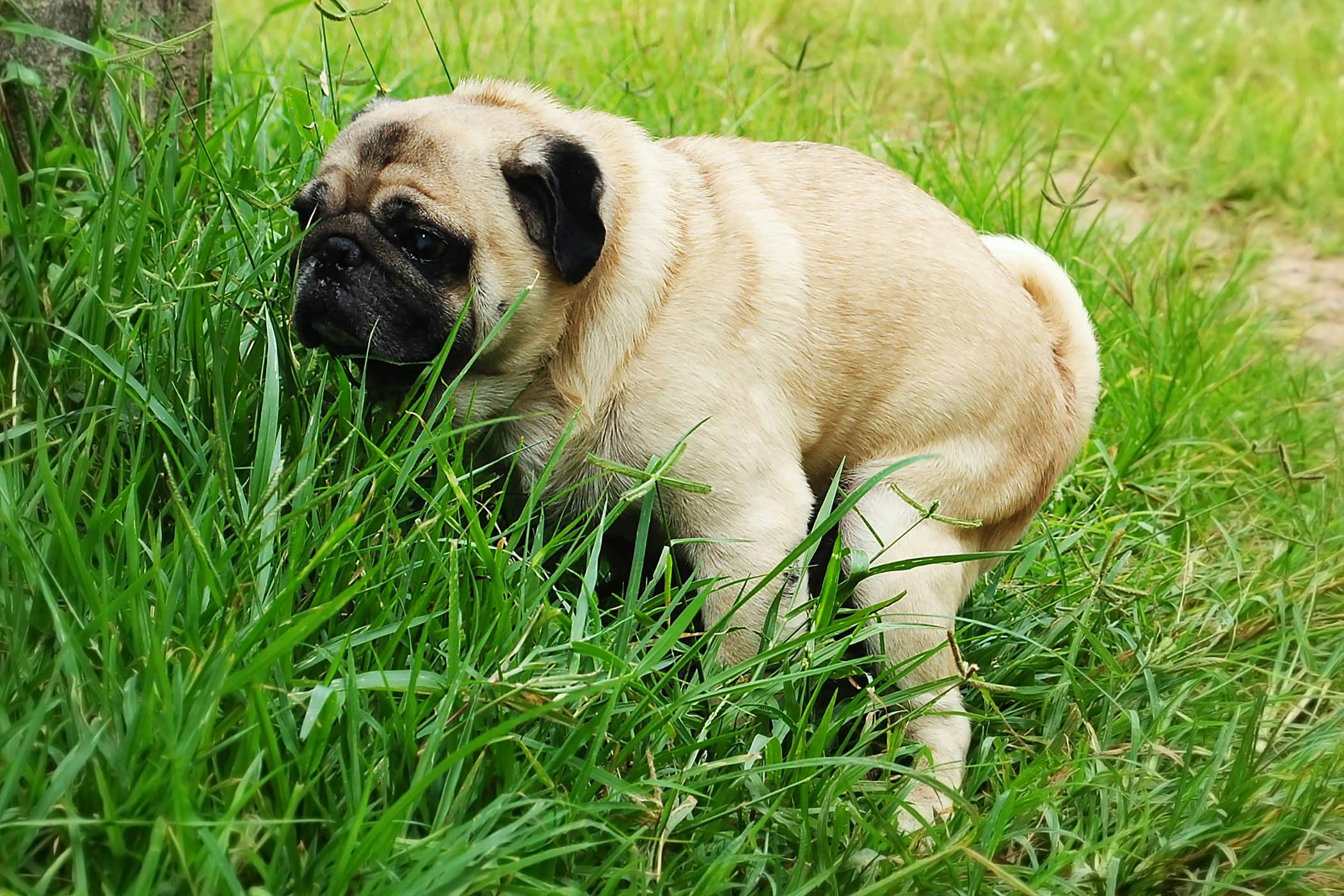 why does dog keep pooping in the house