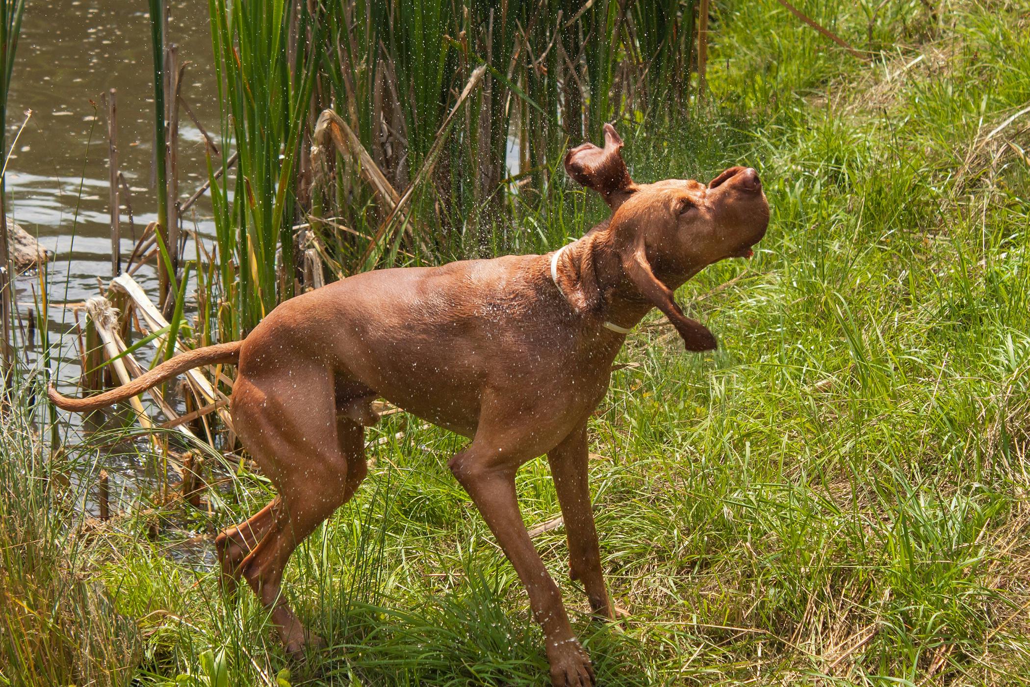 dog tail quiver meaning