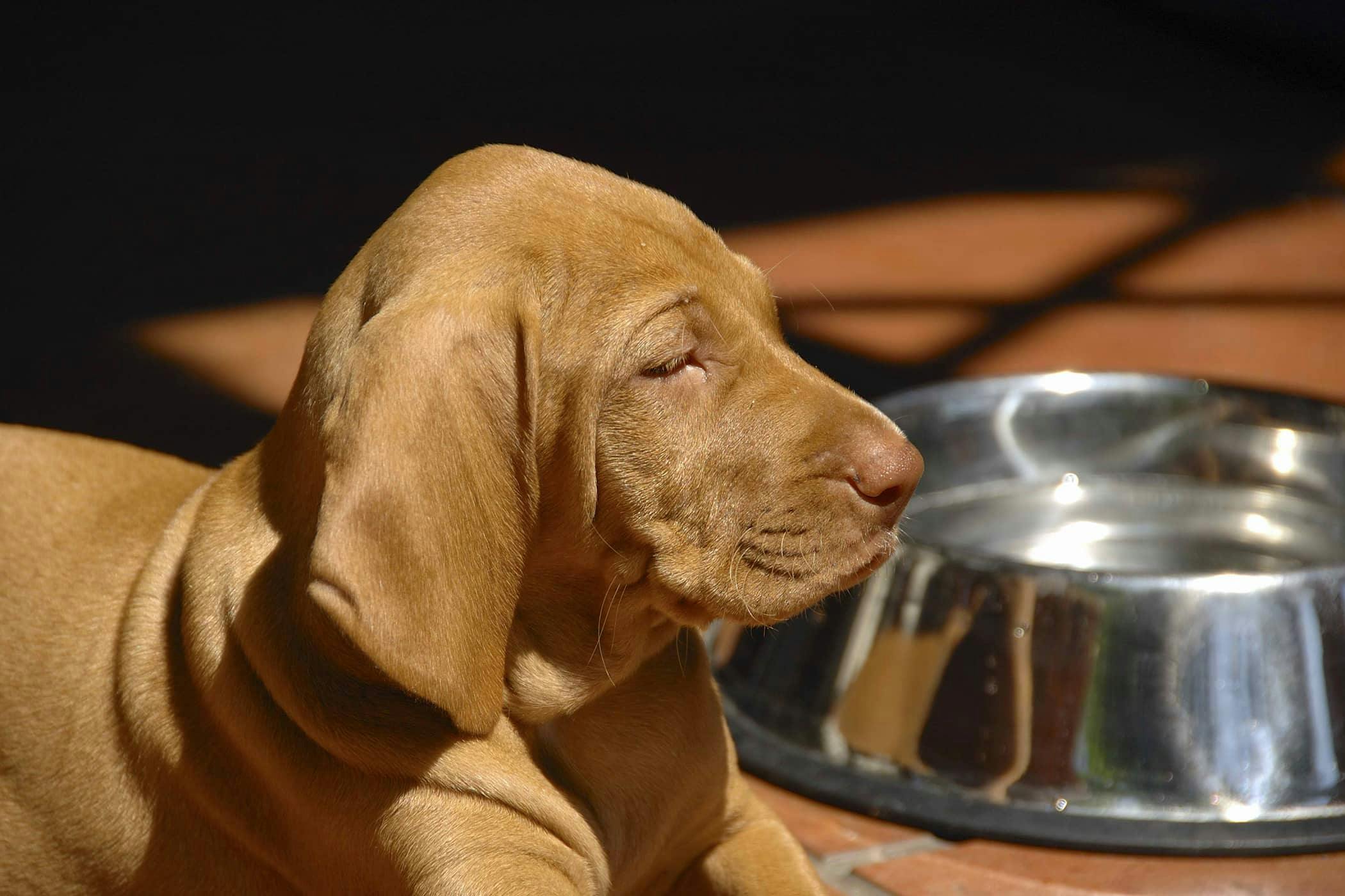 what does it mean when an older dog starts drinking a lot of water