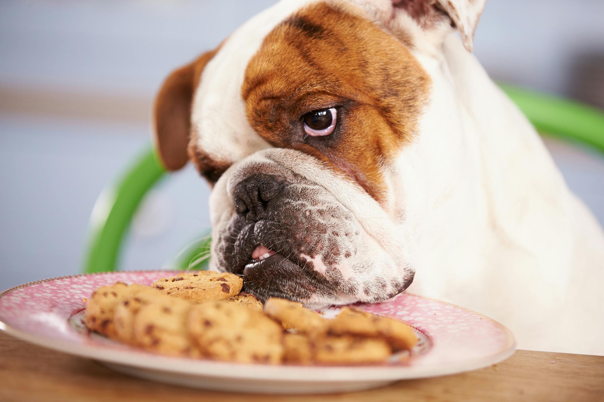 dog is refusing to eat dog food