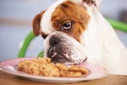 Refusing To Eat In Dogs Definition Cause Solution Prevention Cost