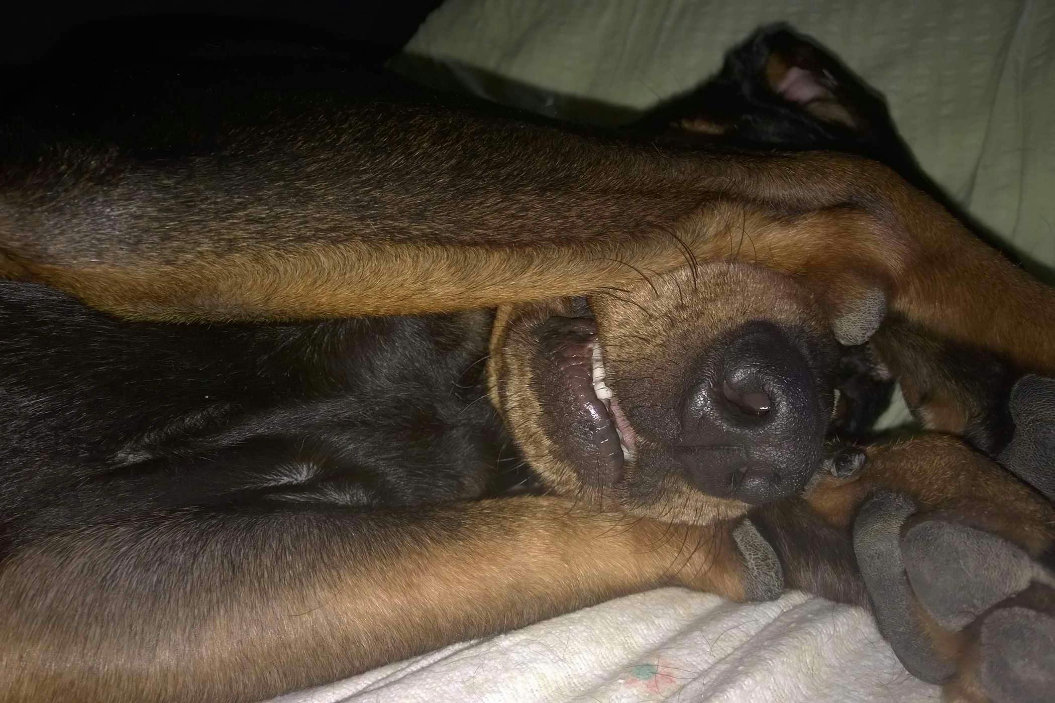 Dog Rubs On Carpet After Eating - Carpet Vidalondon