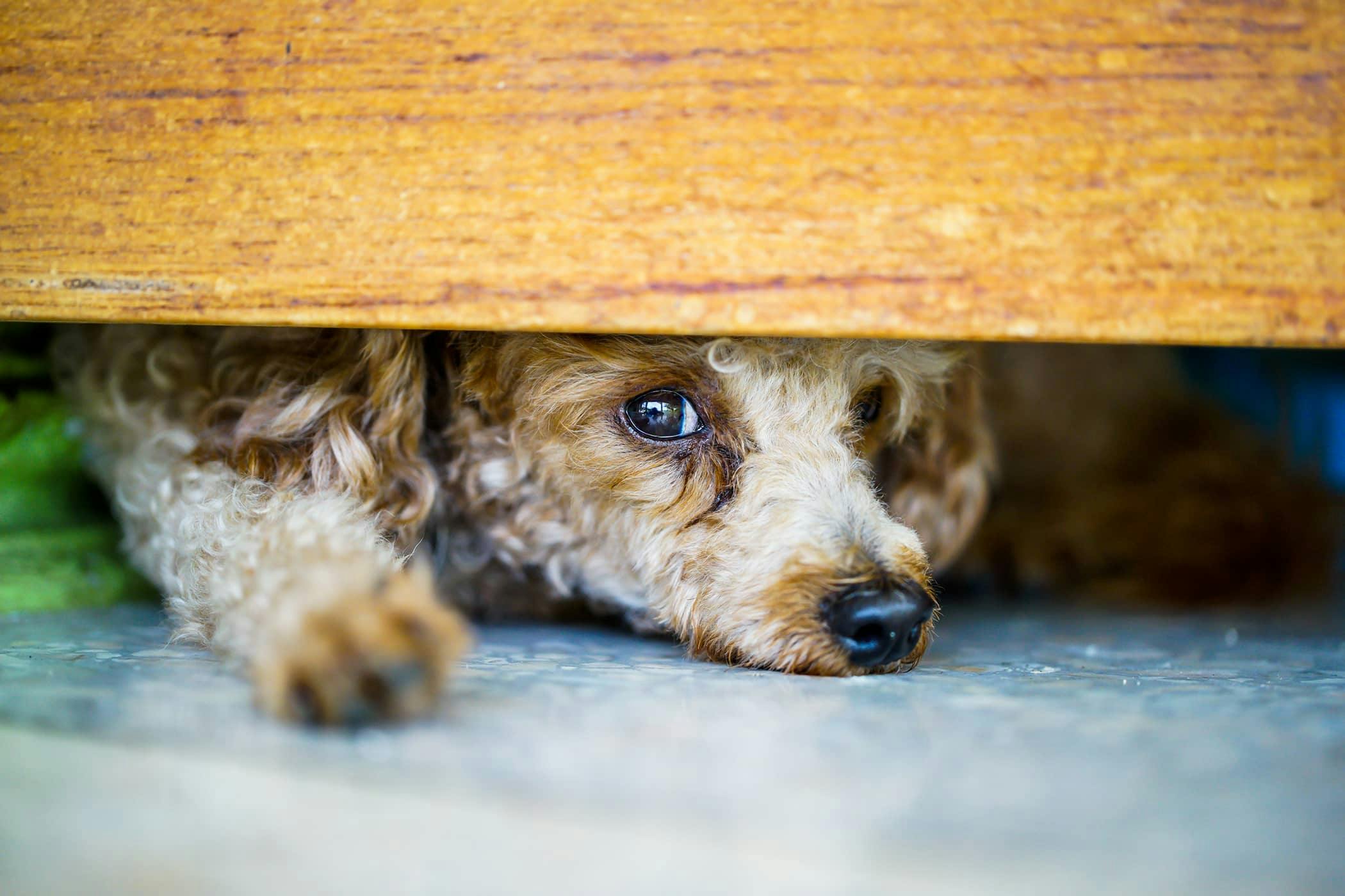 what do dog tremors look like