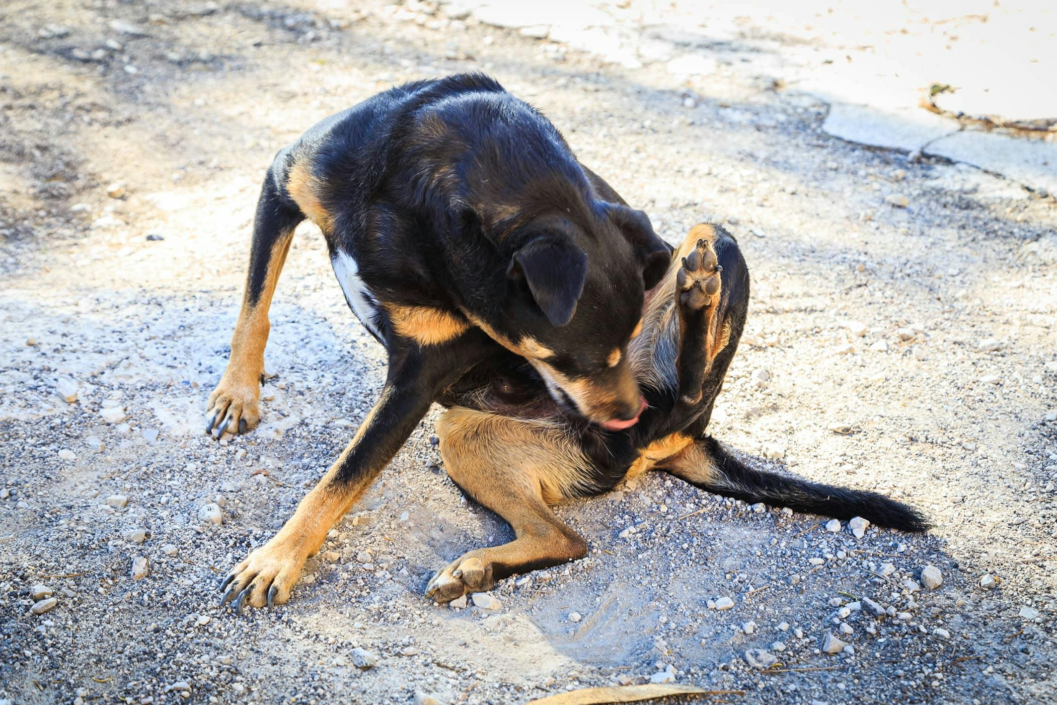 why is my dog scooting after grooming