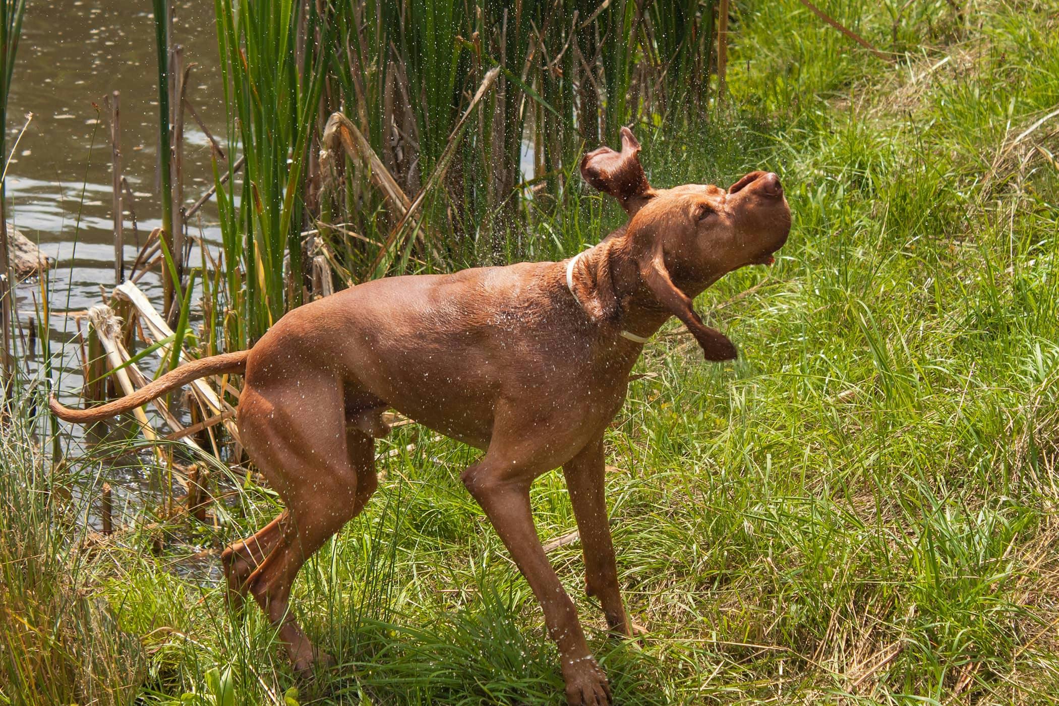 why does my labrador keep shaking his head