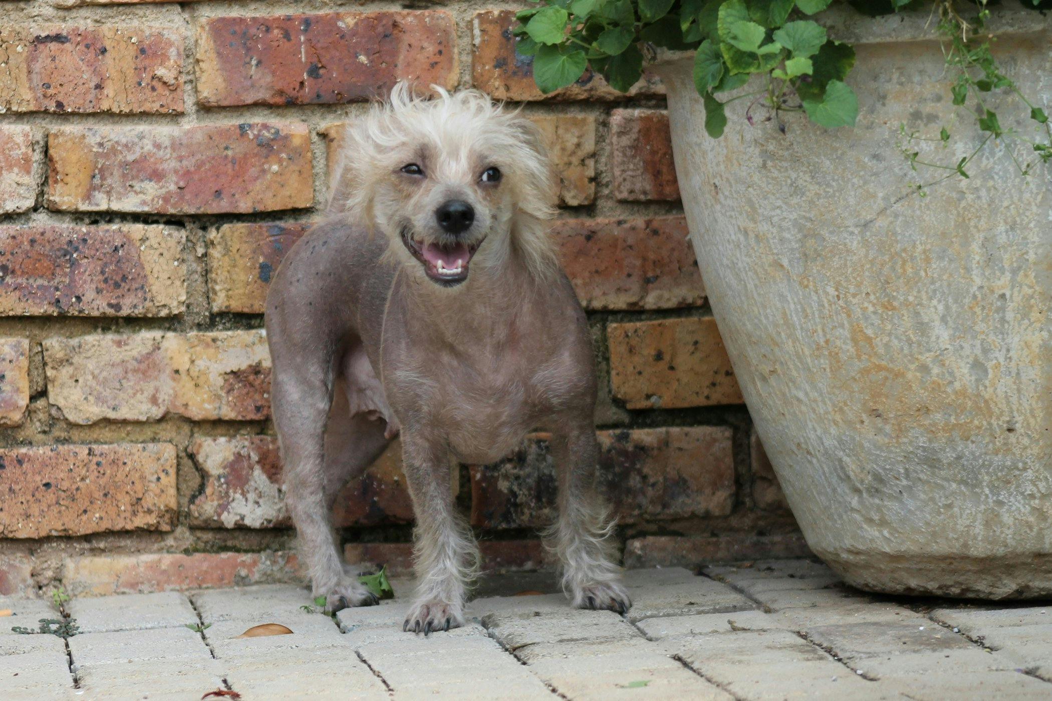 excessive shedding in dogs