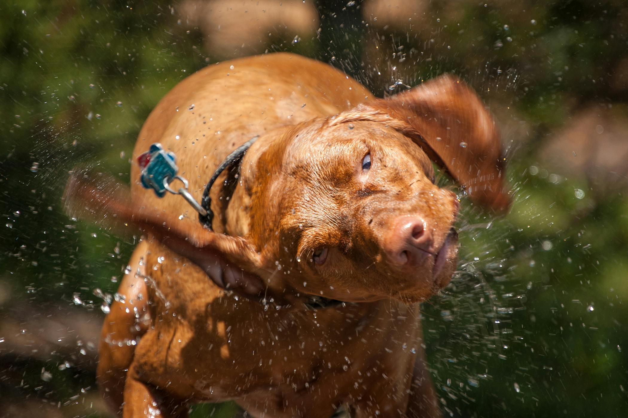 shivering-in-dogs-definition-cause-solution-prevention-cost