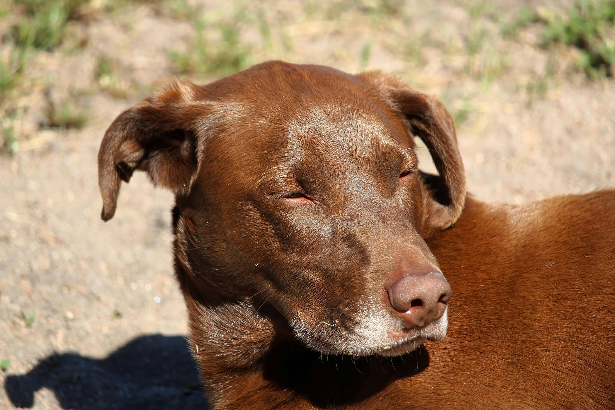 why-is-my-dogs-face-swollen-on-one-side