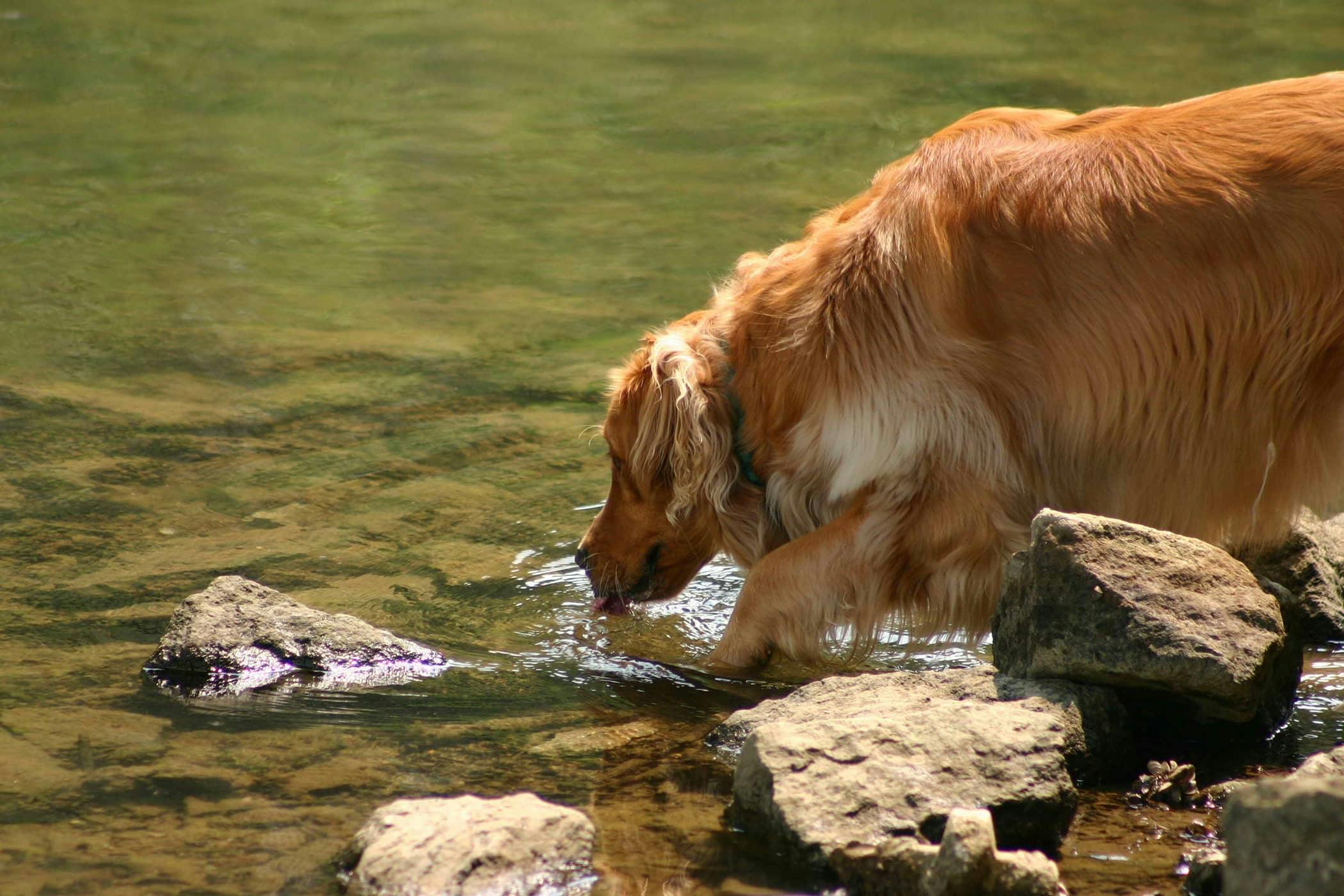 Thirsty in Dogs Definition, Cause, Solution, Prevention, Cost