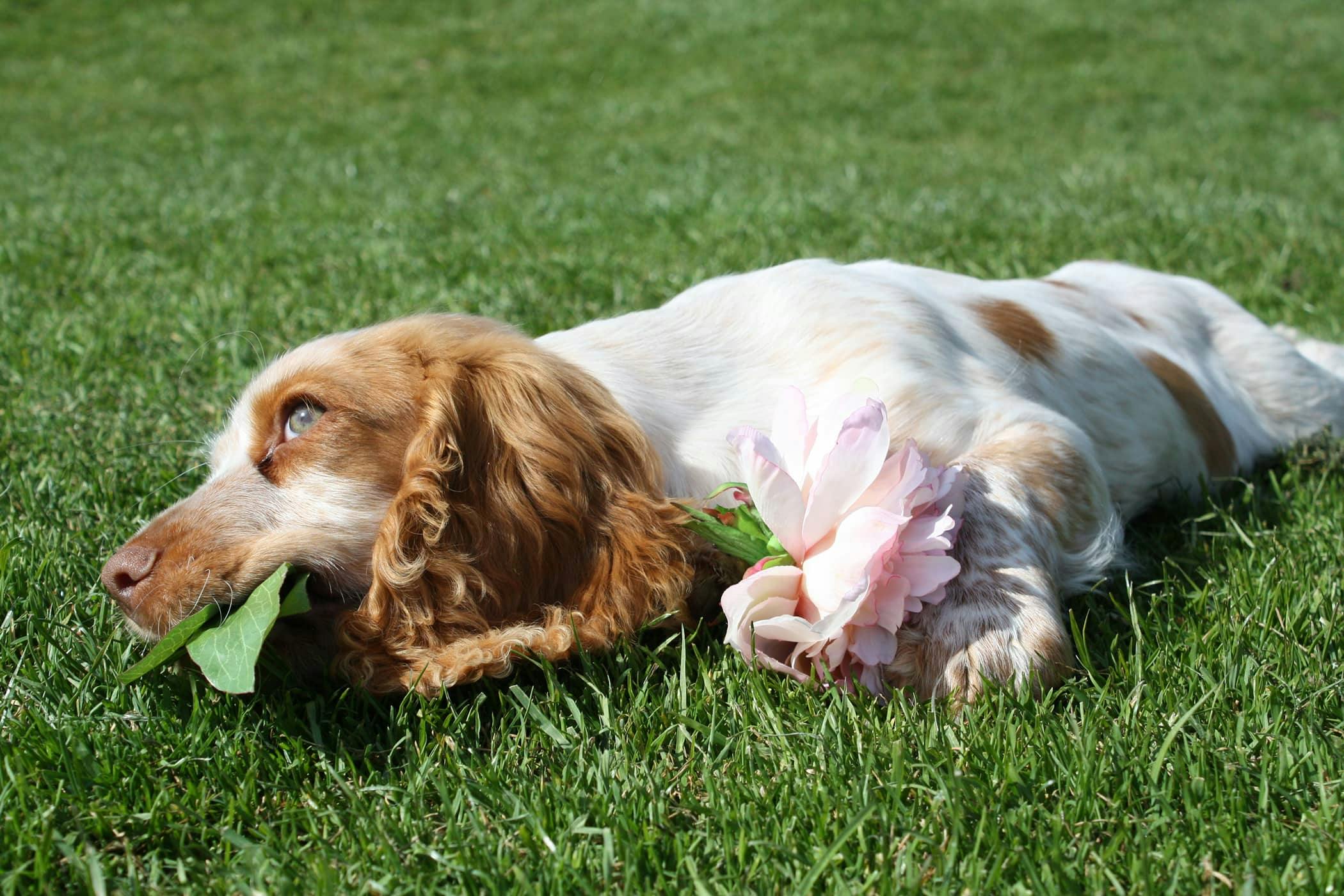 Dog throwing 2024 up solid food